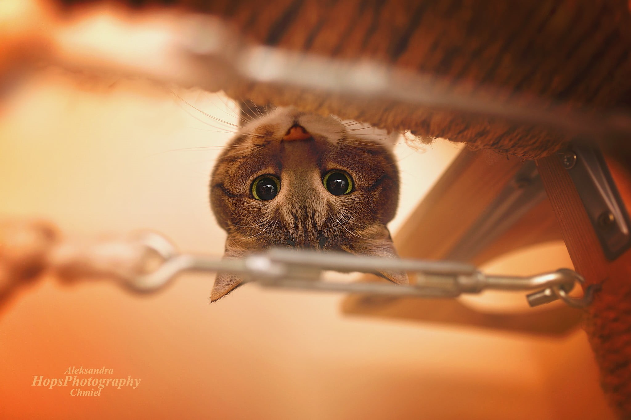indoors, animal themes, close-up, domestic animals, domestic cat, 1080P, portrait, animal body part, mammal, pet, pets, domestic, animal head, tabby, animal eye, HD Wallpaper