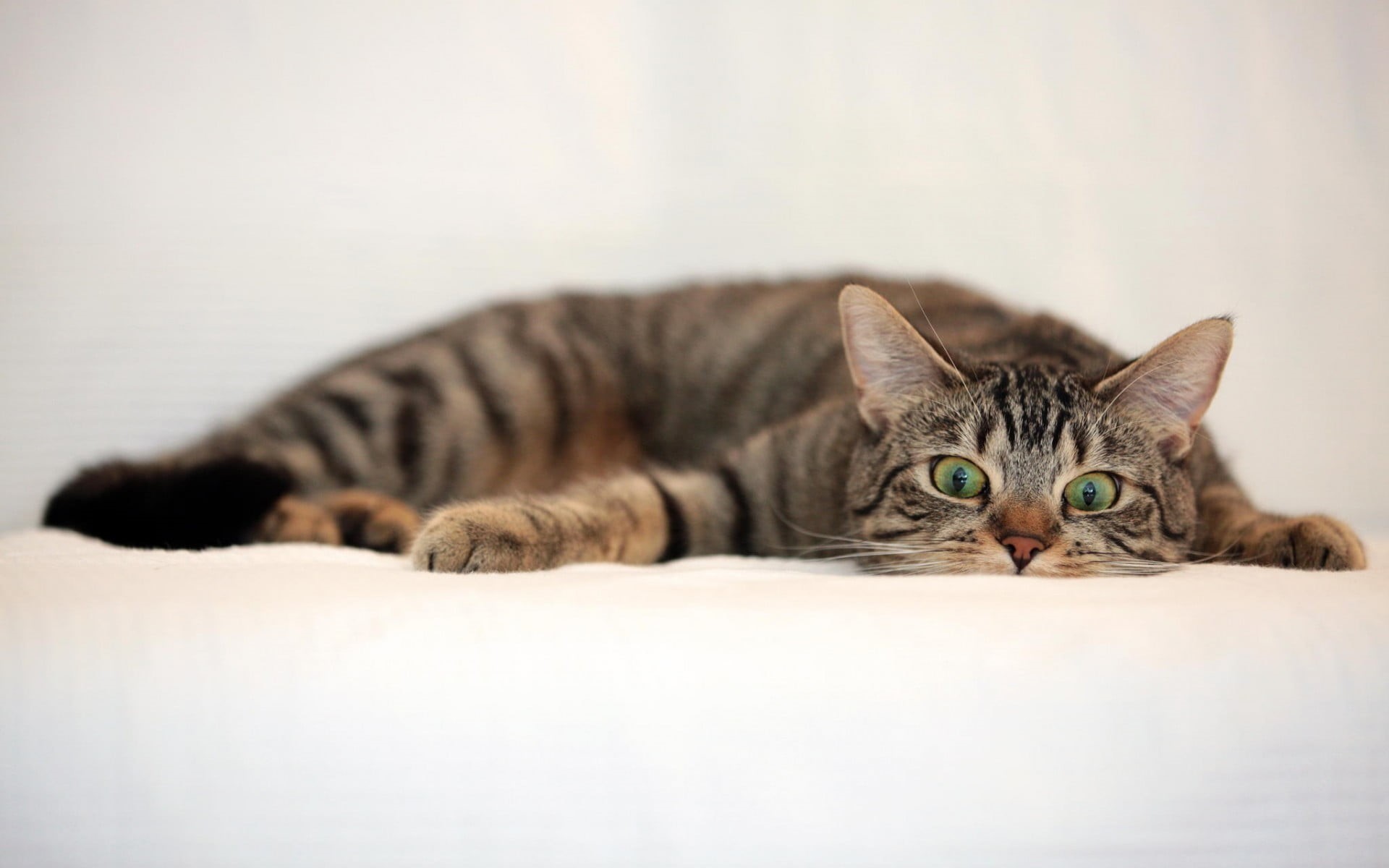 textile, one animal, looking at camera, mammal, cat, whisker, pets, feline, animal, animal themes, resting, relaxation, animal eye, indoors, kitten, white, HD Wallpaper