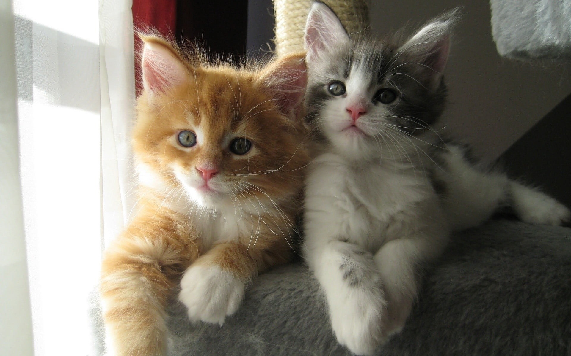 animal, indoors, vertebrate, animal family, mammal, two animals, looking at camera, no people, kitten, tabby, domestic animals, whisker, pets, kittens, HD Wallpaper