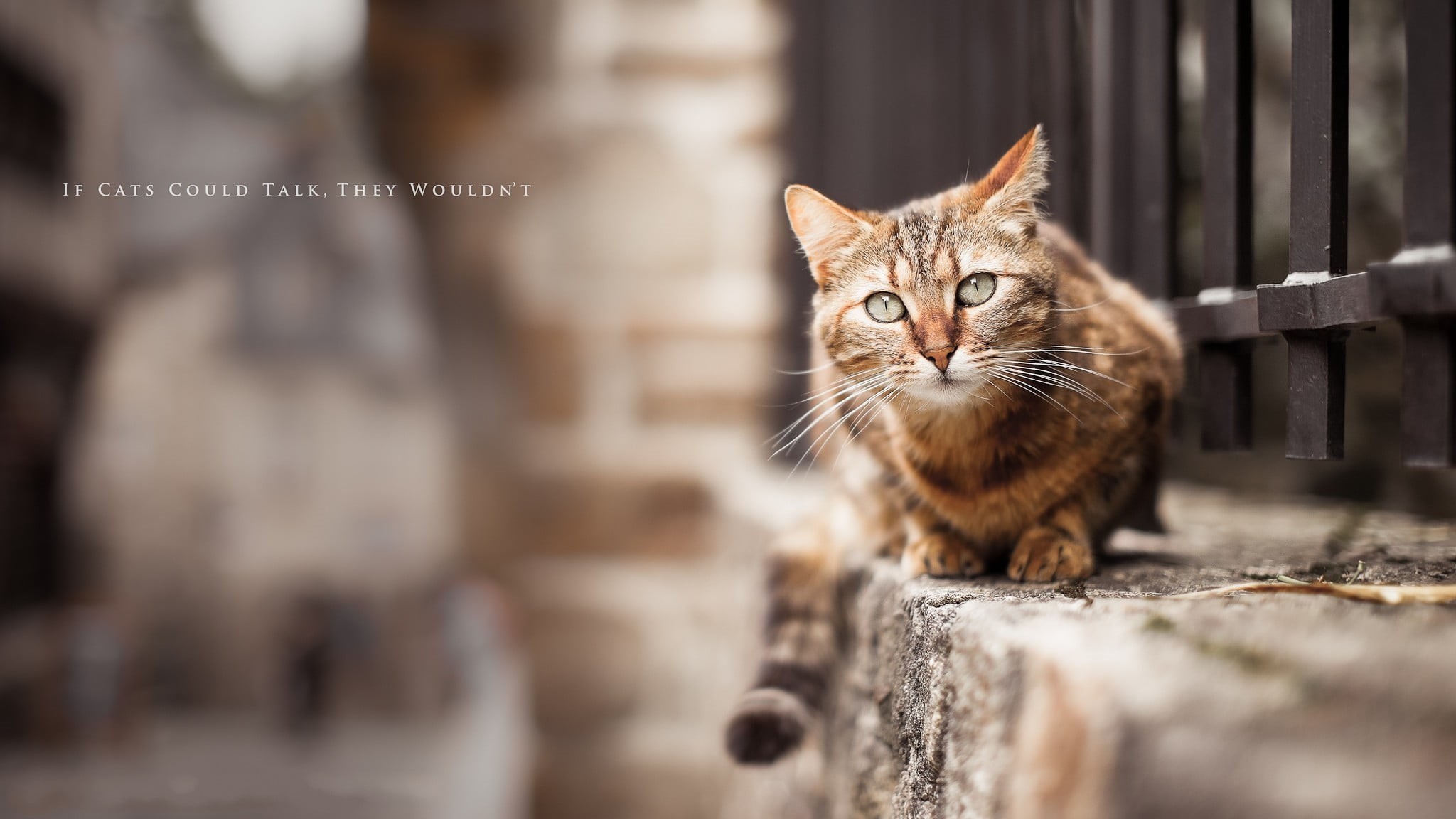 brown, cat, mammal, whisker, relaxation, domestic, domestic animals, no people, quote, animal eye, pets, one animal, animal body part, vertebrate, domestic cat, HD Wallpaper