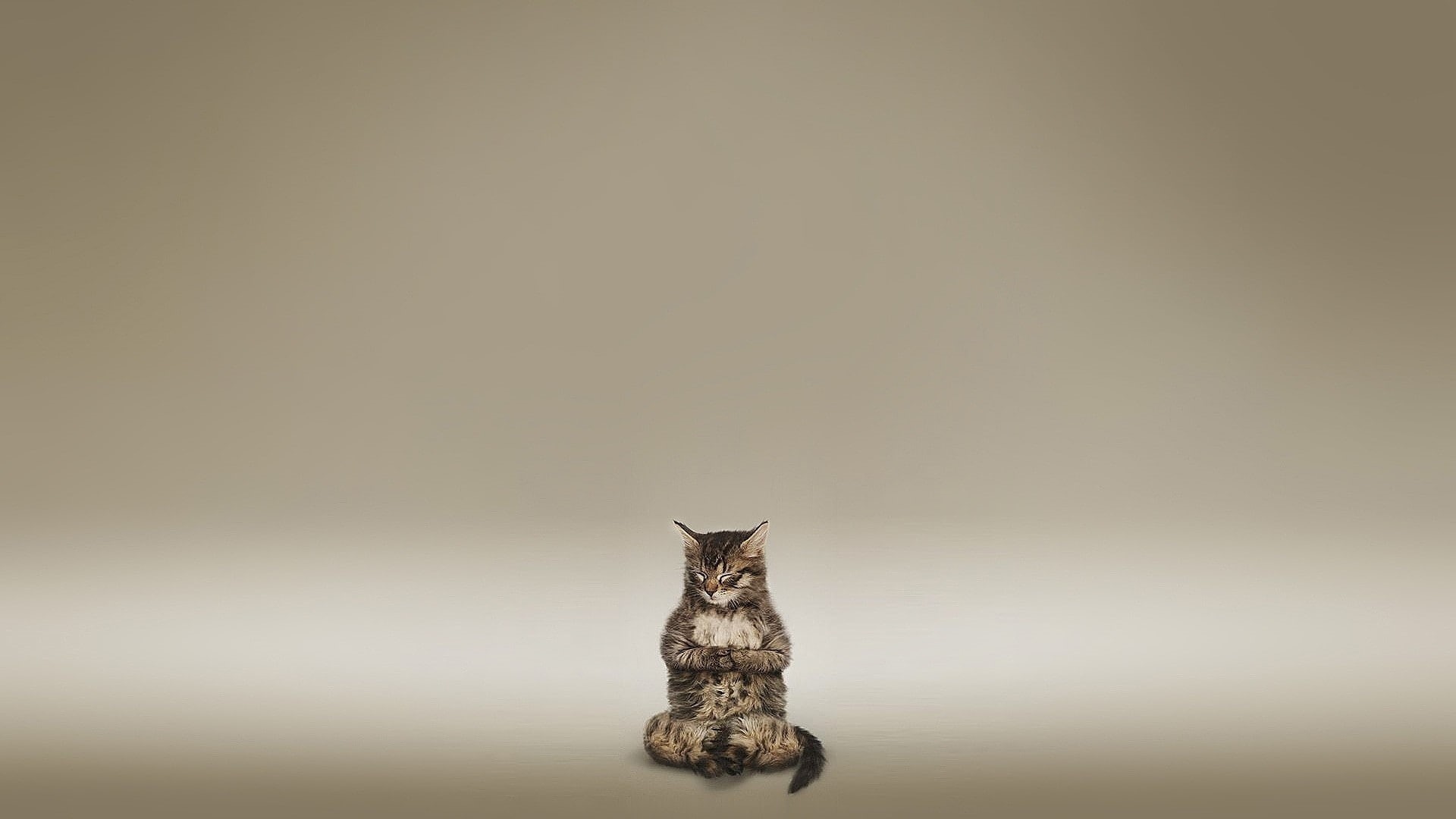 1080P, meditate, silver, animals, hd, tabby, cat, zen, HD Wallpaper