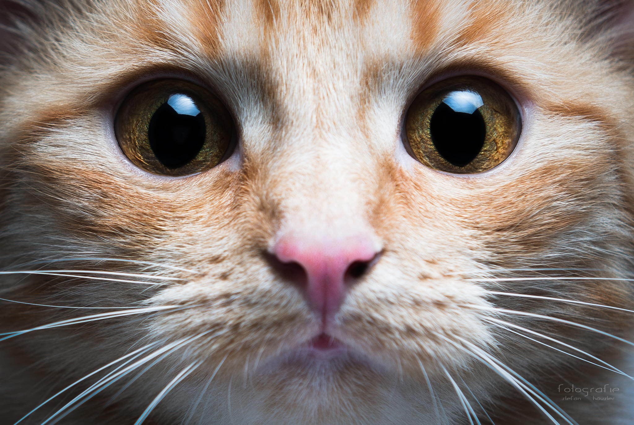 whisker, animal head, domestic animals, orange, tabby, domestic cat, cat, no people, animals, one animal, animal themes, animal body part, animal nose, HD Wallpaper