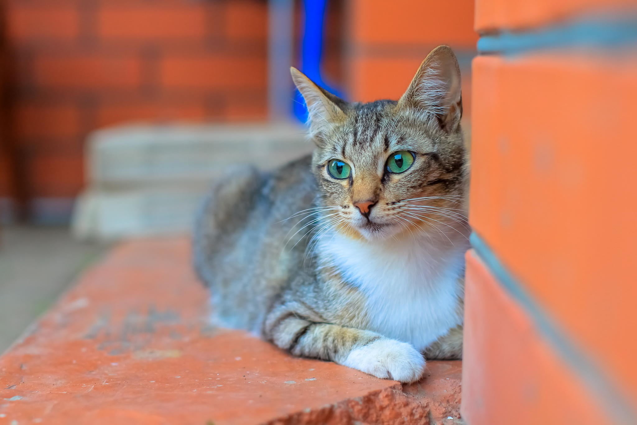brown, feline, pets, domestic animals, looking, relaxation, portrait, wall, tabby, 1080P, domestic cat, domestic, looking at camera, cat, vertebrate, one animal, HD Wallpaper