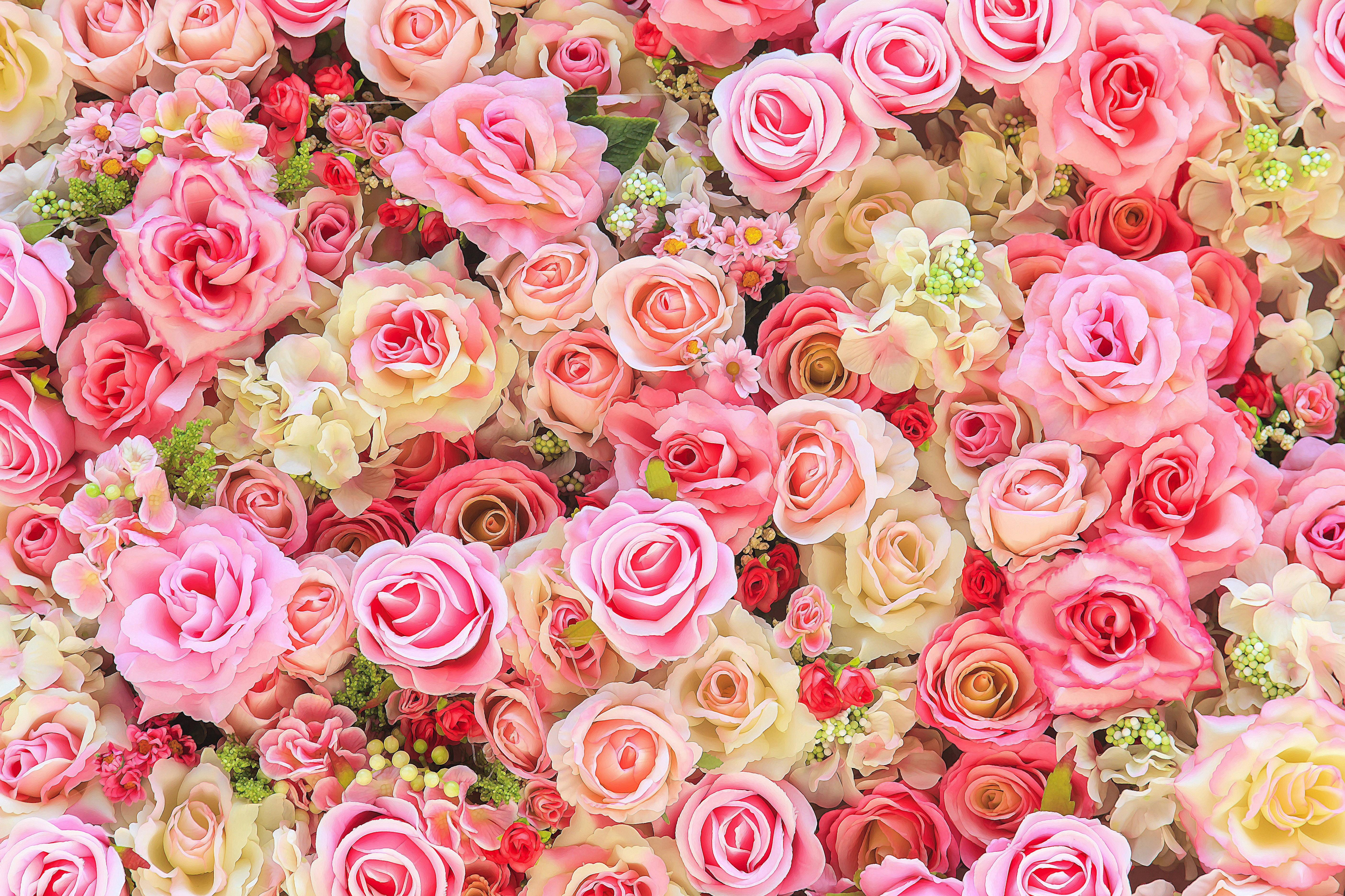 pink, bud, background, colorful, roses, flowers, buds, 5K, HD Wallpaper