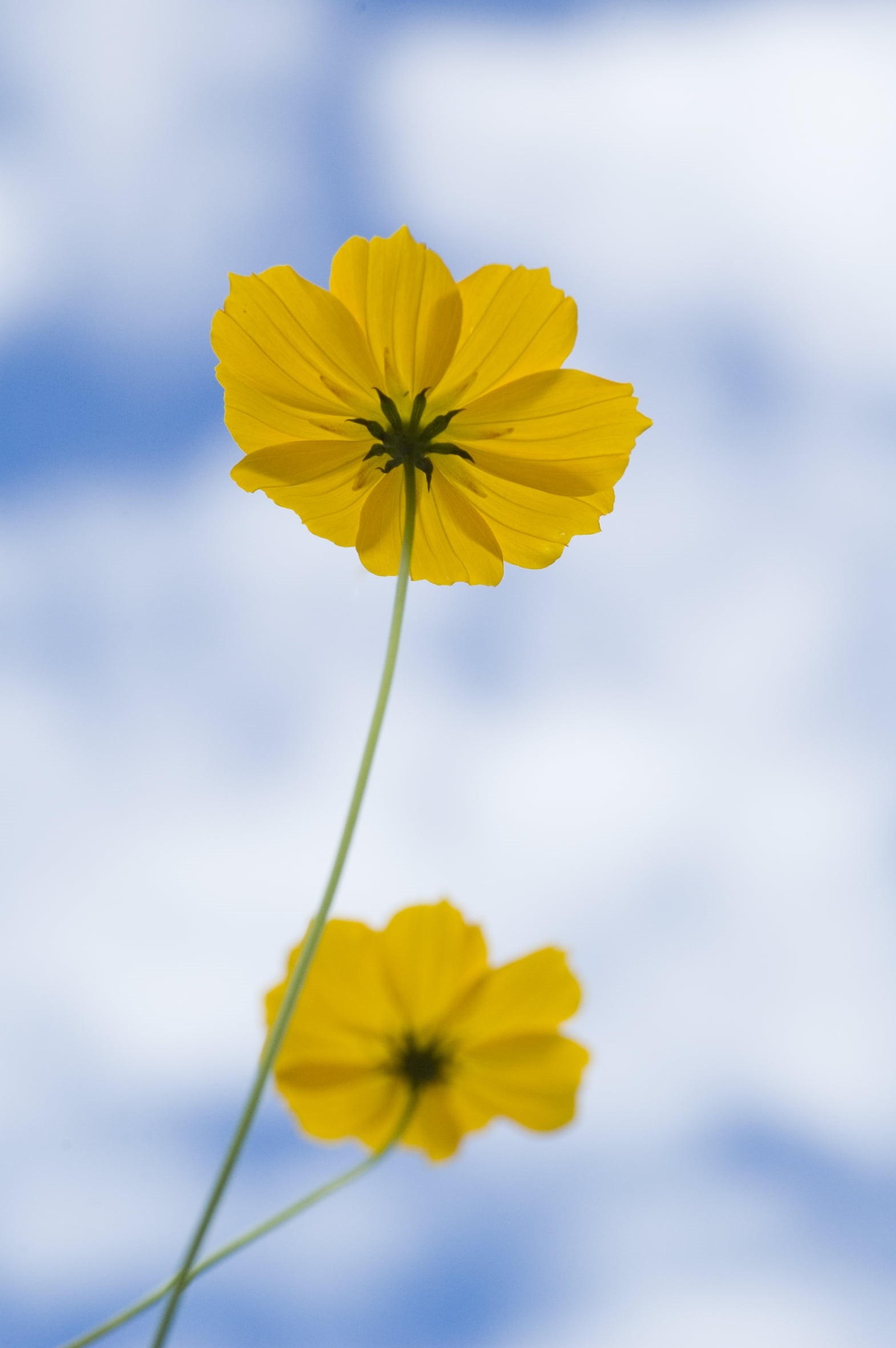meadow, plant, Duo, springtime, yellow, yellow  blue, flower, nature, petal, summer, beauty In Nature, 1080P, Cosmos, daisy, flower  flower, outdoors, Phone HD Wallpaper