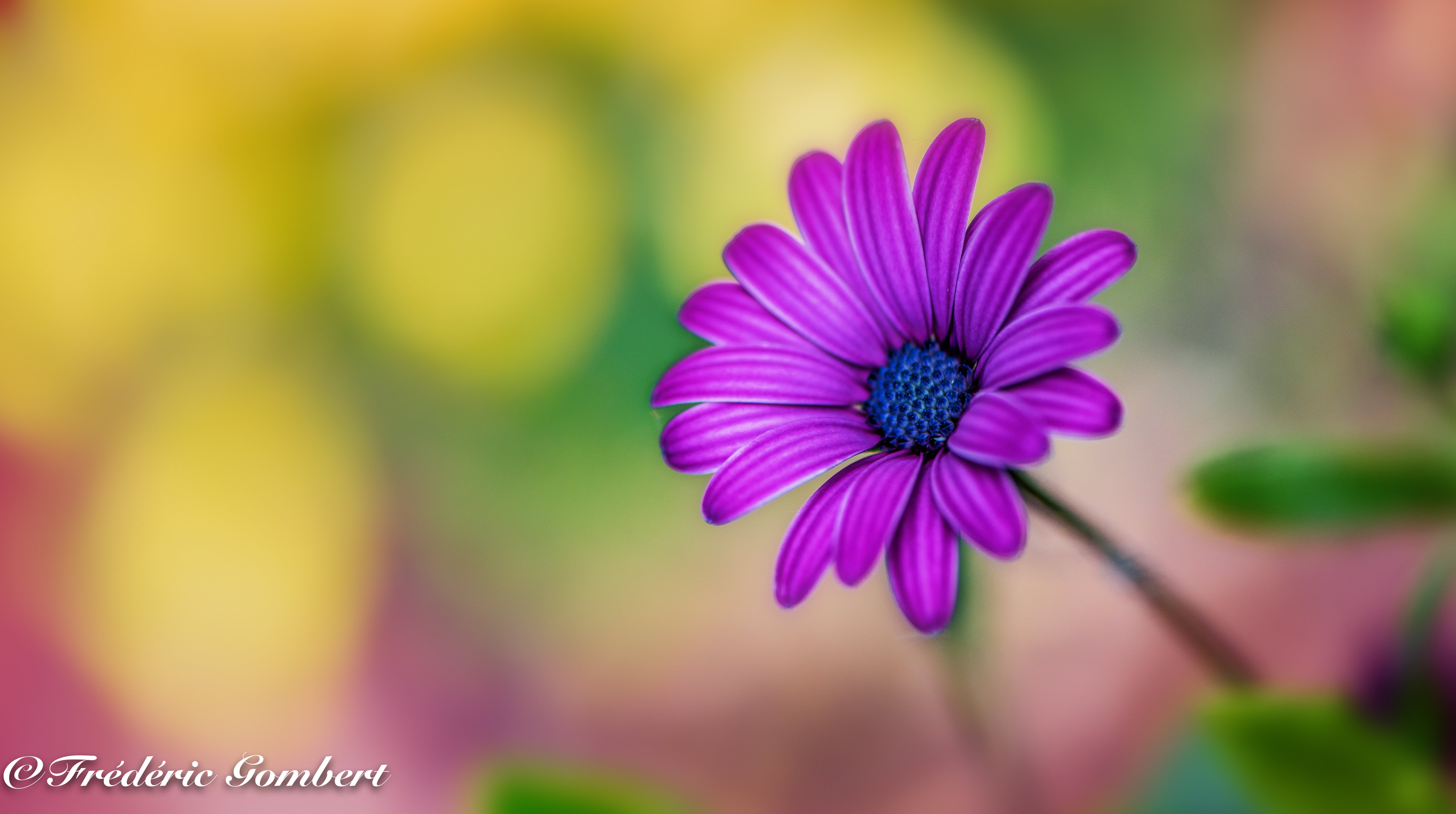 green, nikon, Daisy, portrait, color  purple, flower  flower, light, Spring, summer, sunlight, flower, sun, nature, yellow, garden, purple, flowers, macro, HD Wallpaper