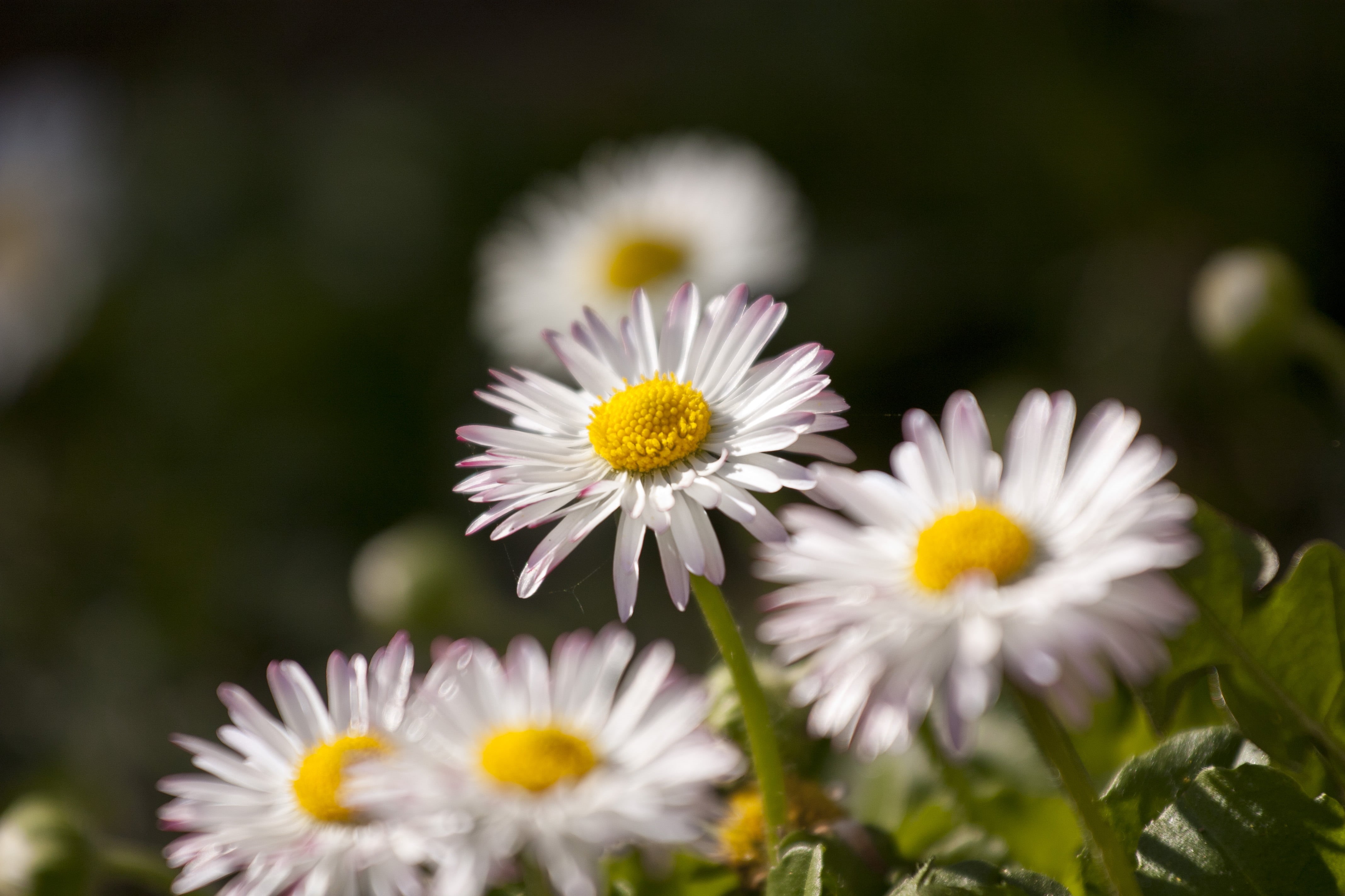photography, green Color, freshness, nature, macro, flower, beauty In Nature, petal, yellow, outdoors, meadow, white, plant, daisies, daisy, springtime, HD Wallpaper