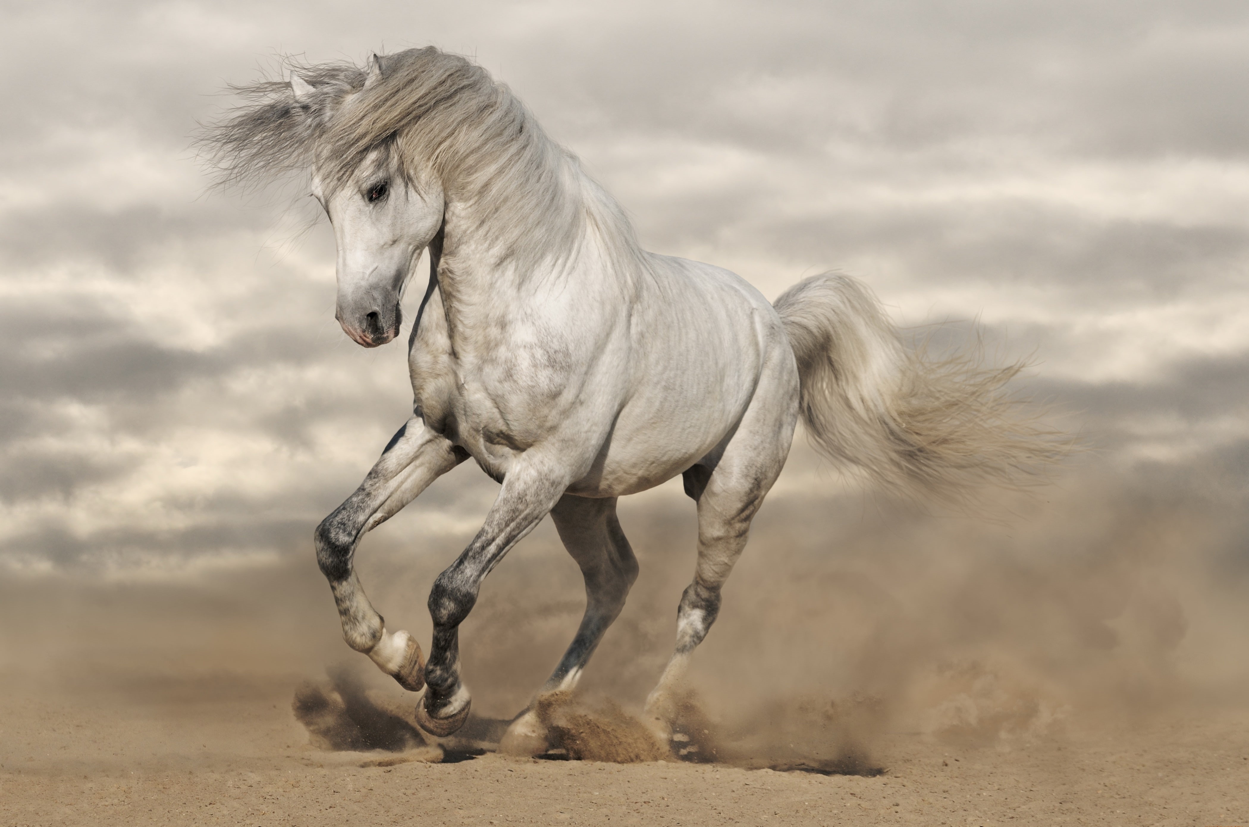4K, animals, horse, wildlife, HD Wallpaper