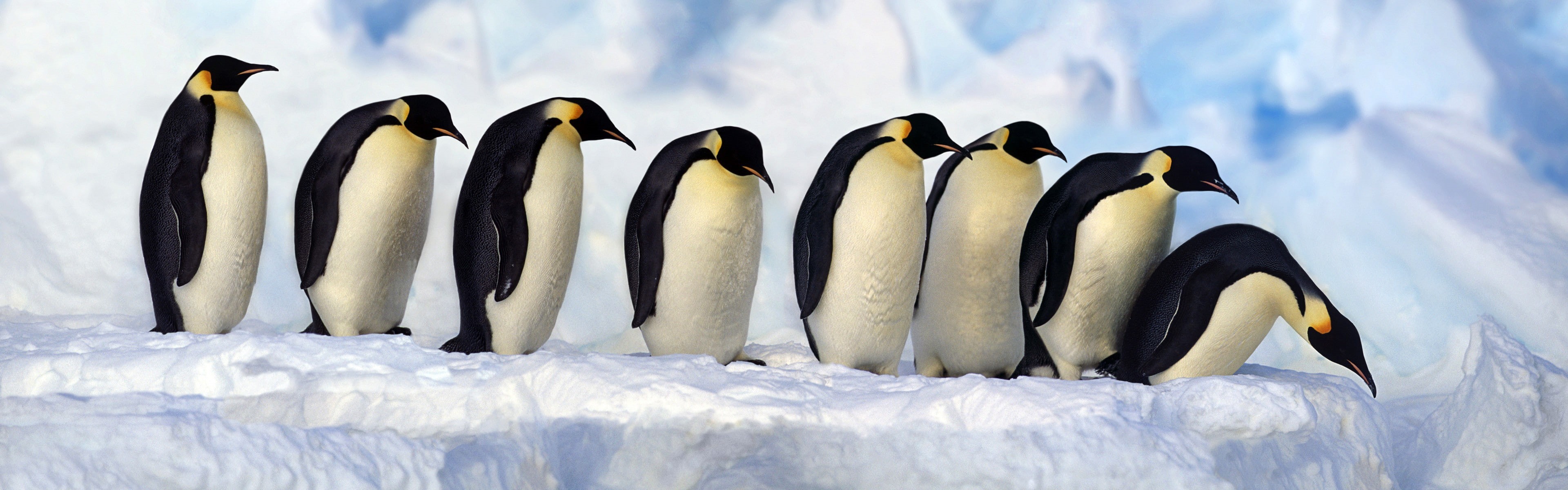 birds, beauty in nature, cold temperature, animal, 4K, snow, animal wildlife, nature, animals in the wild, wildlife, animal themes, winter, environment, HD Wallpaper