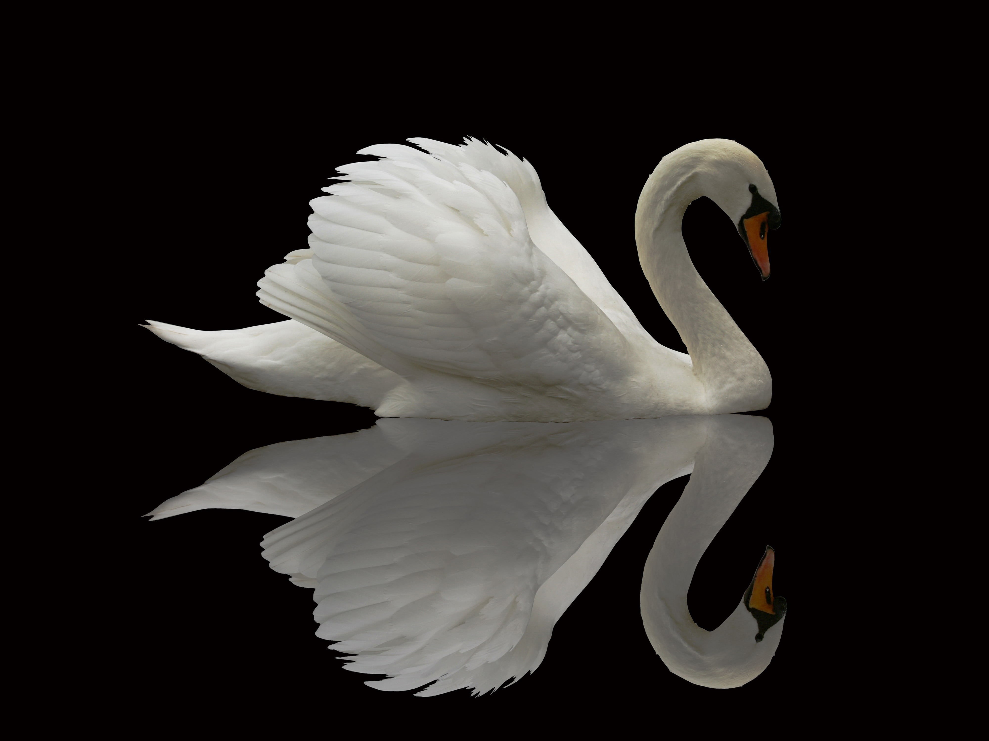 wildlife, flowering plant, black background, animal wildlife, animal themes, close-up, no people, indoors, beauty in nature, animals in the wild, nature, HD Wallpaper