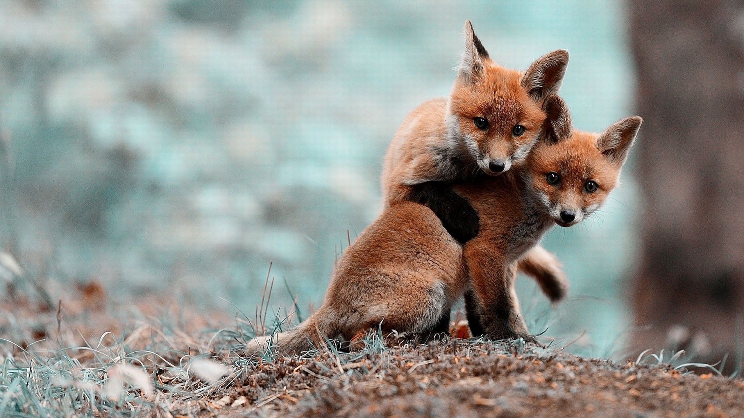 fox, fox cubs, animals, 2K, foxes, cubs, wildlife, HD Wallpaper