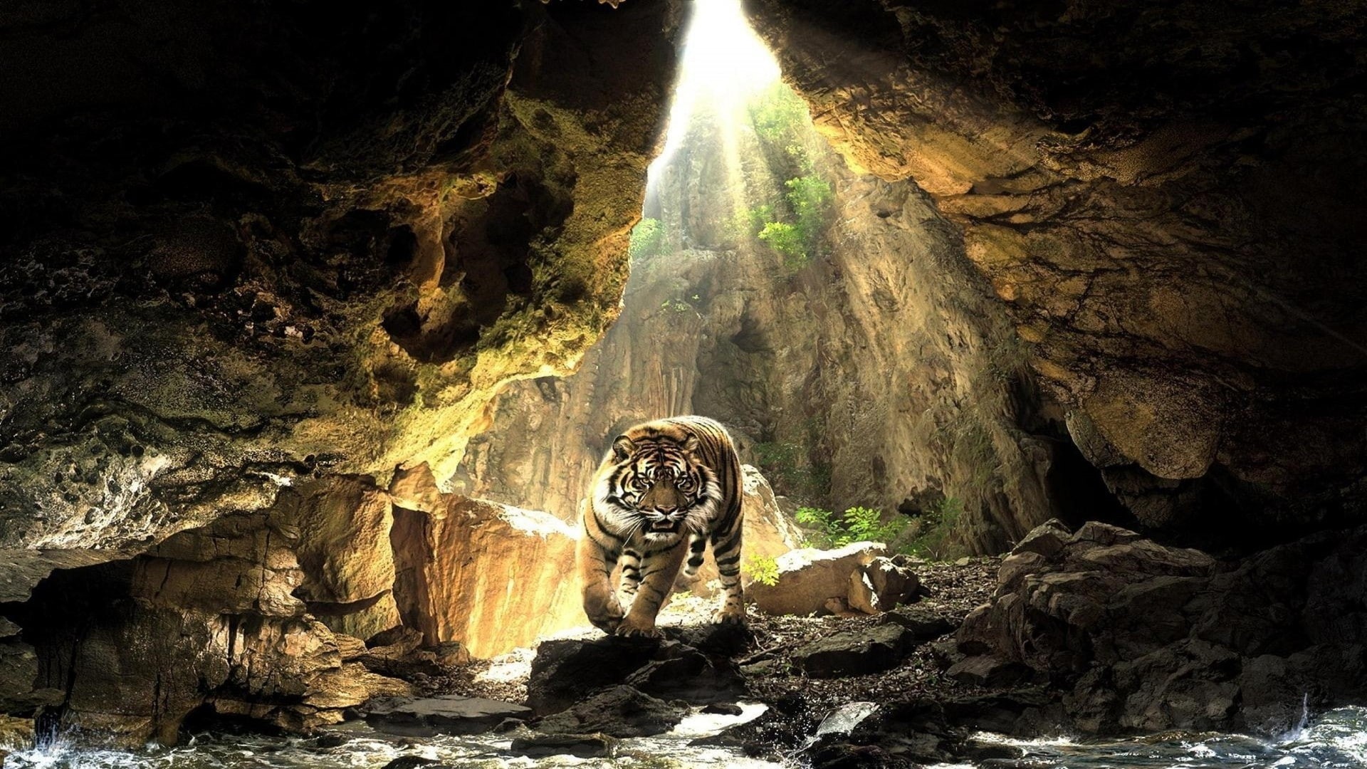 animals, 1080P, cave, wildlife, nature, tiger, HD Wallpaper