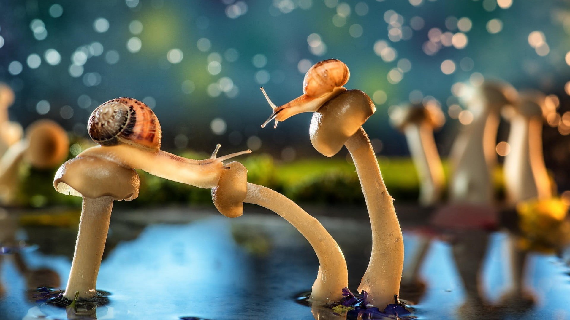 two, swimming pool, young adult, animals, lifestyles, vitality, human body part, snails, 1080P, healthy lifestyle, bokeh, group of people, brown, water, HD Wallpaper