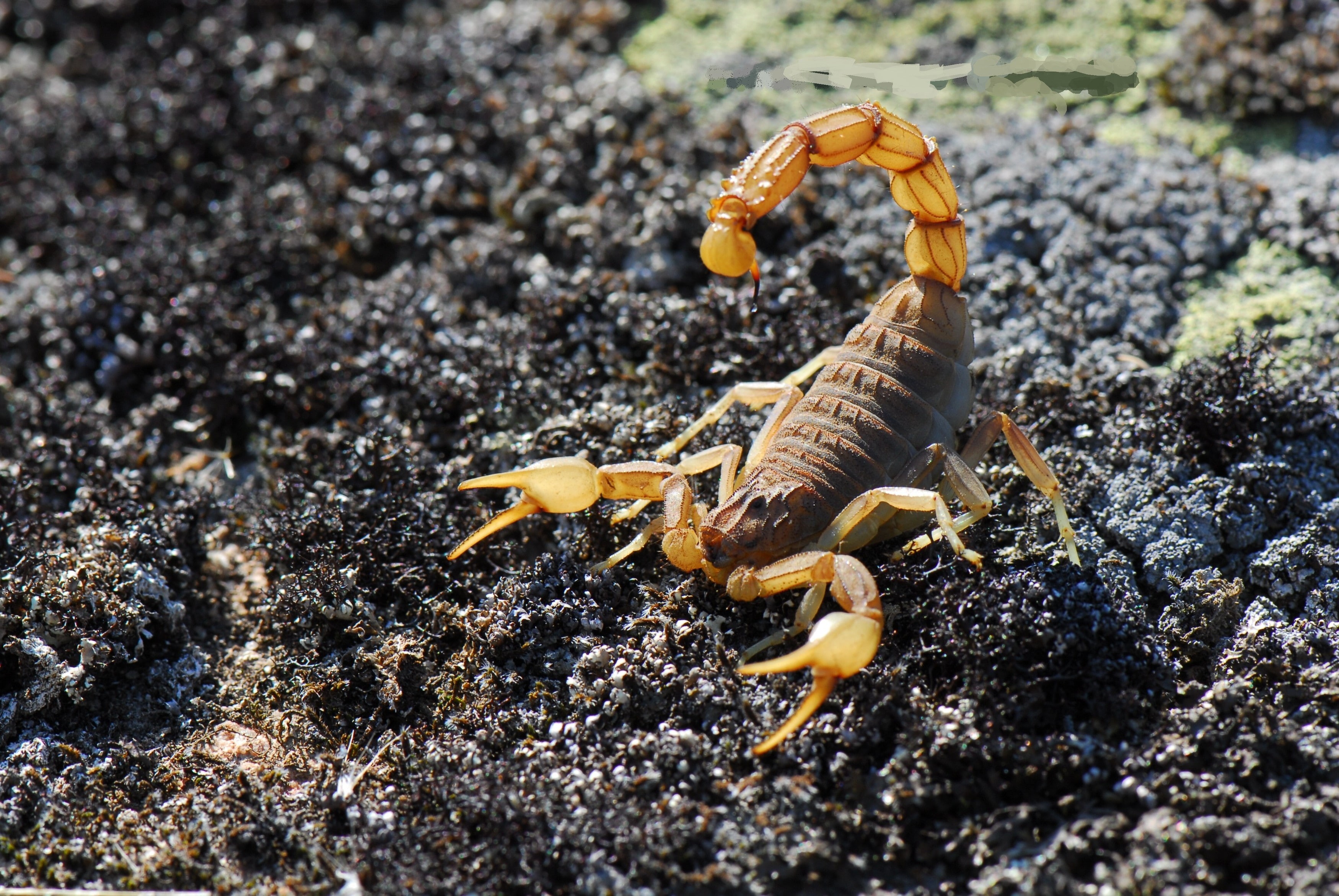 scorpions, Arachnid, 2K, animals, wildlife, HD Wallpaper