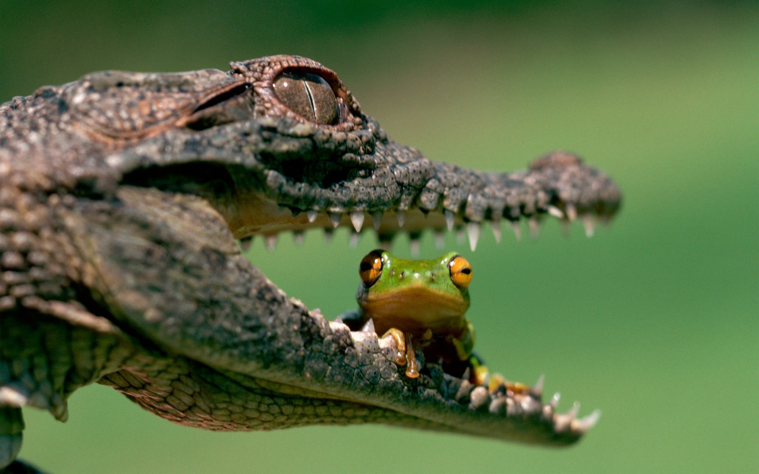 frog, tropical Rainforest, animal scale, aggression, animal head, animal, animal mouth, wildlife, one animal, animals And Pets, tree, amphibian, sitting, HD Wallpaper