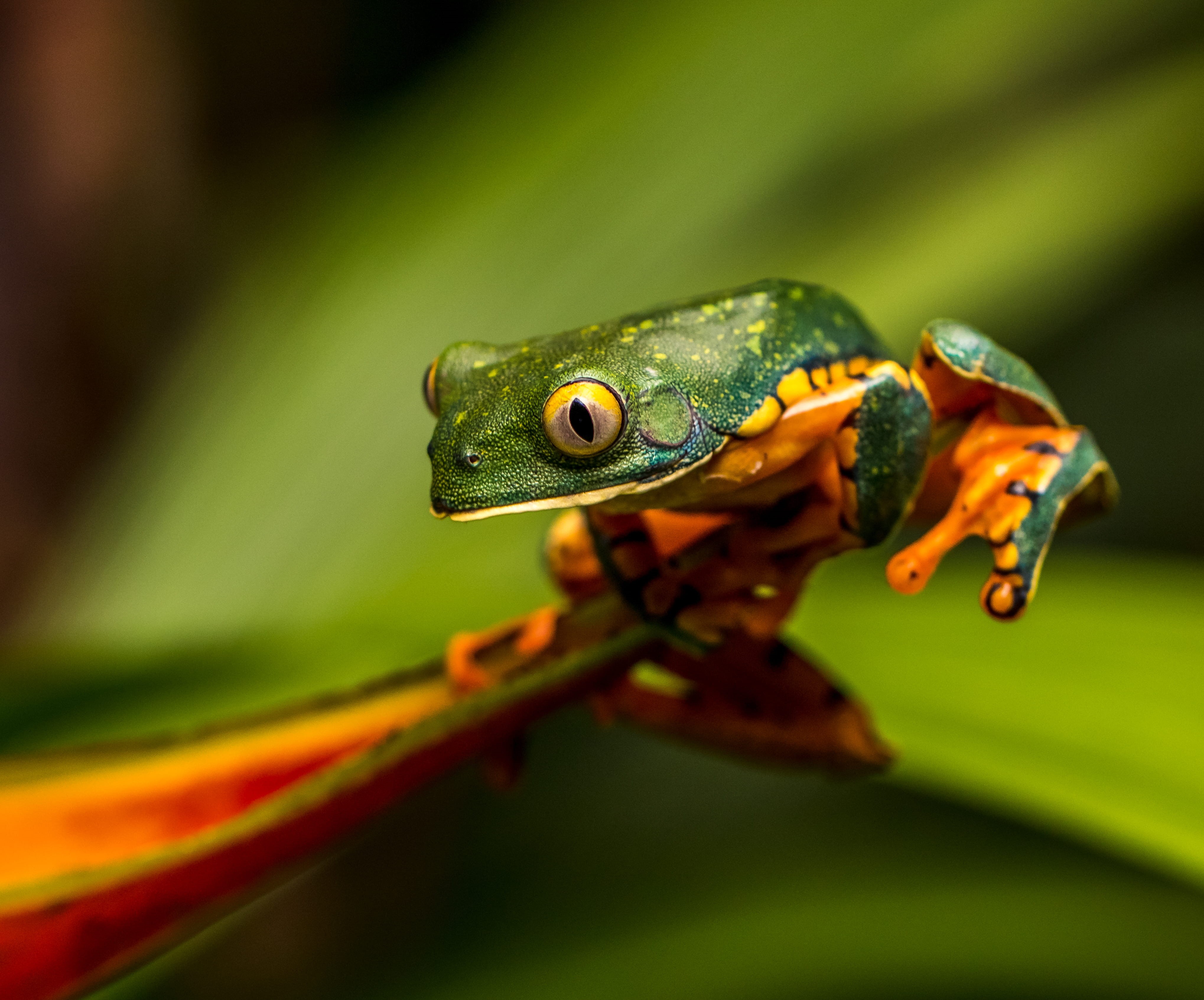 frog, photography, bird, food, wildlife, focus on foreground, honey bee, vertebrate, tree frog, animal themes, reptile, green color, animal, 4K, one animal, HD Wallpaper