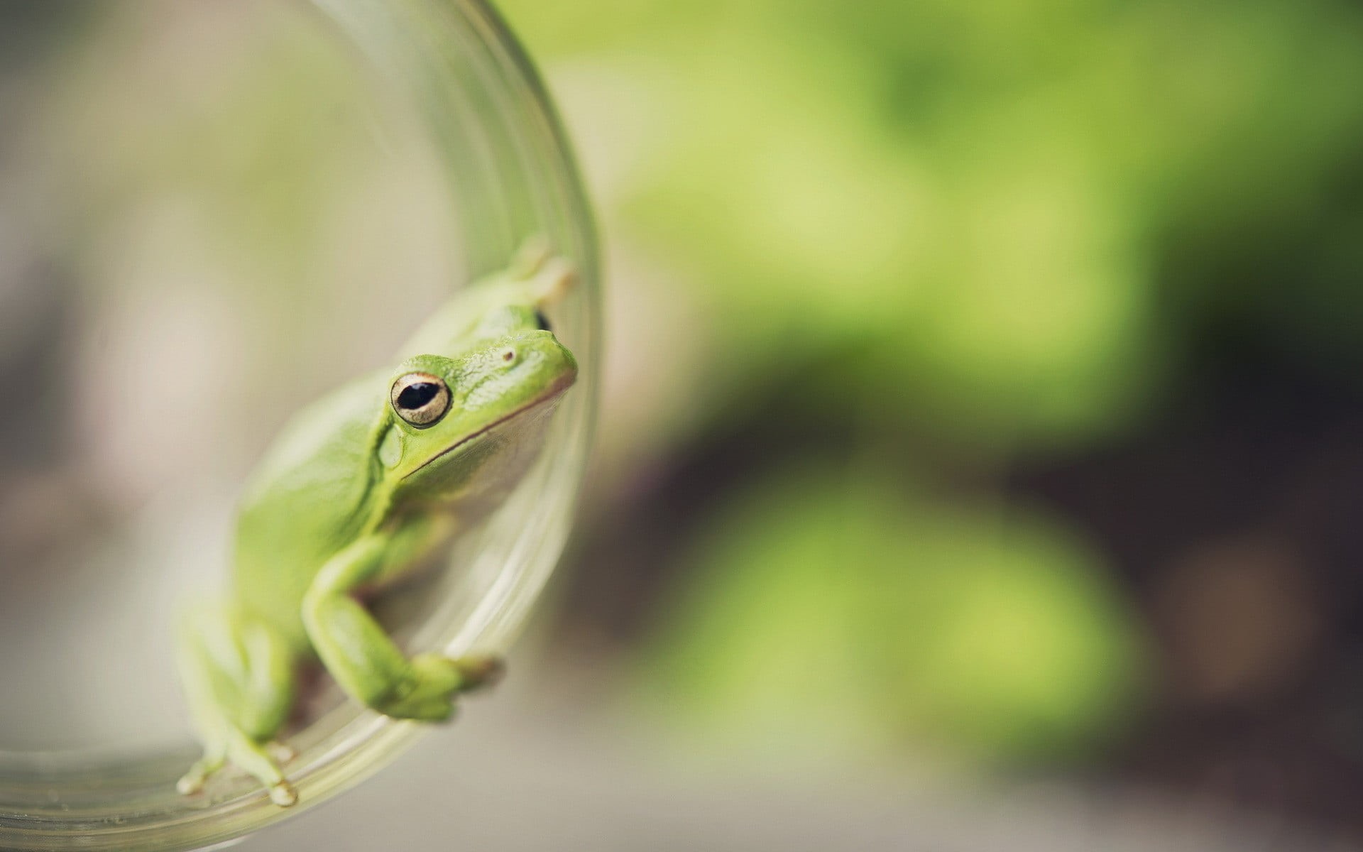 nature, animals, tree Frog, snake, plant, focus on foreground, animal wildlife, outdoors, animal eye, day, close-up, wildlife, tropical Climate, lizard, HD Wallpaper