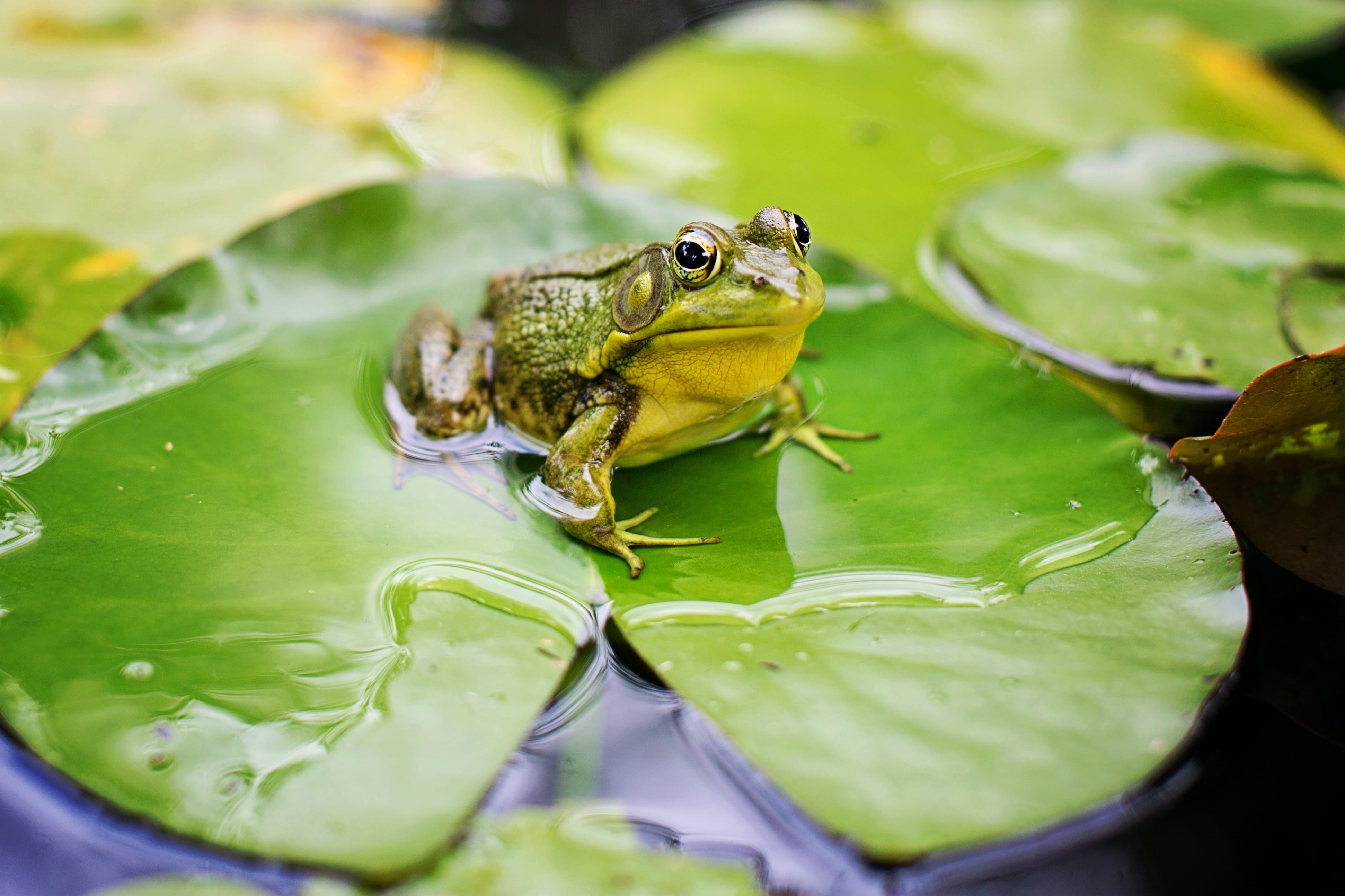 amphibian, animal, green, water, plant part, cute, animals in the wild, green color, animal themes, no people, selective focus, shallow, lily pad, frog, HD Wallpaper