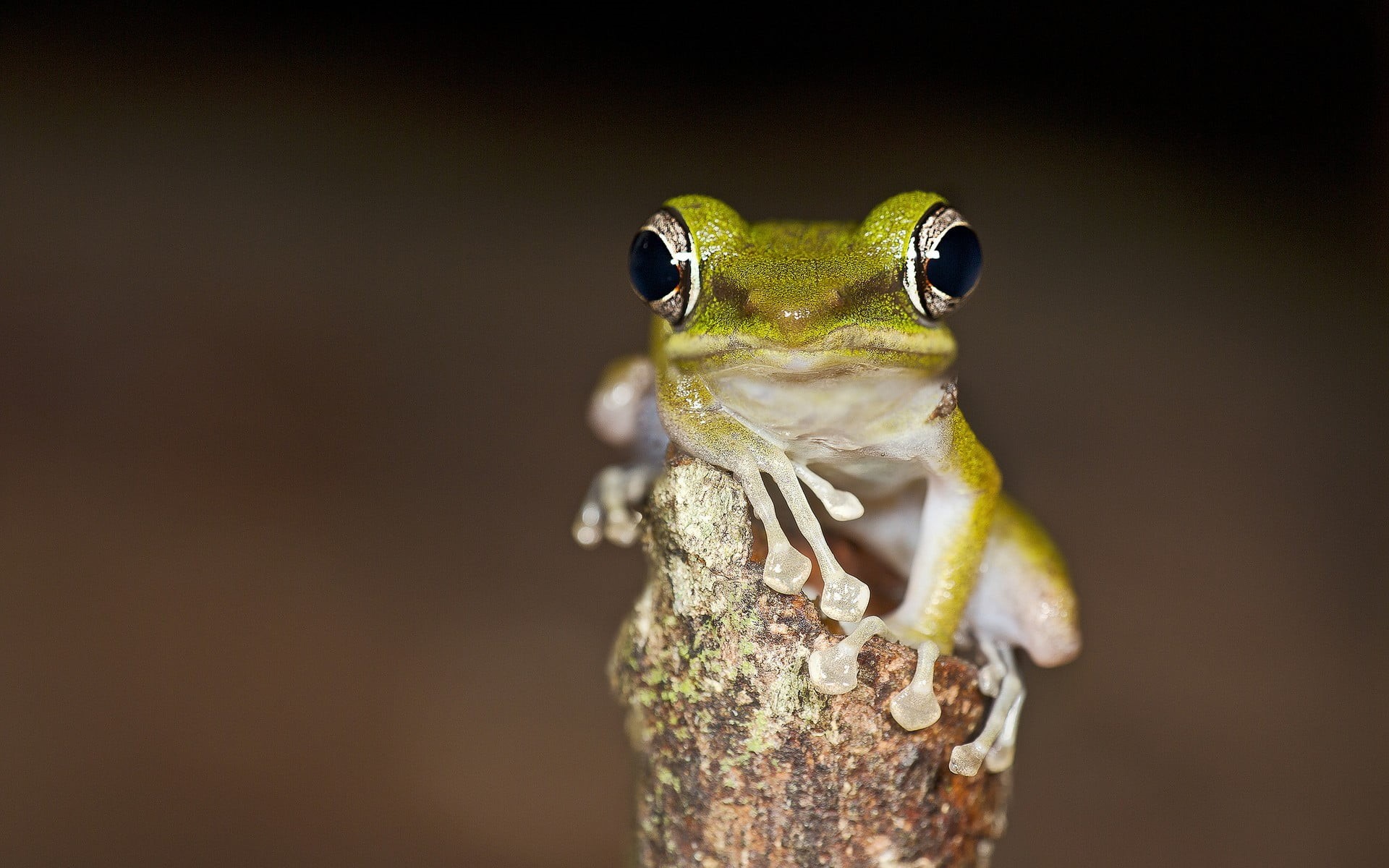 close-up, animals in the wild, animal head, amphibian, frog, 1080P, vertebrate, reptile, animal, focus on foreground, animal body part, outdoors, nature, HD Wallpaper