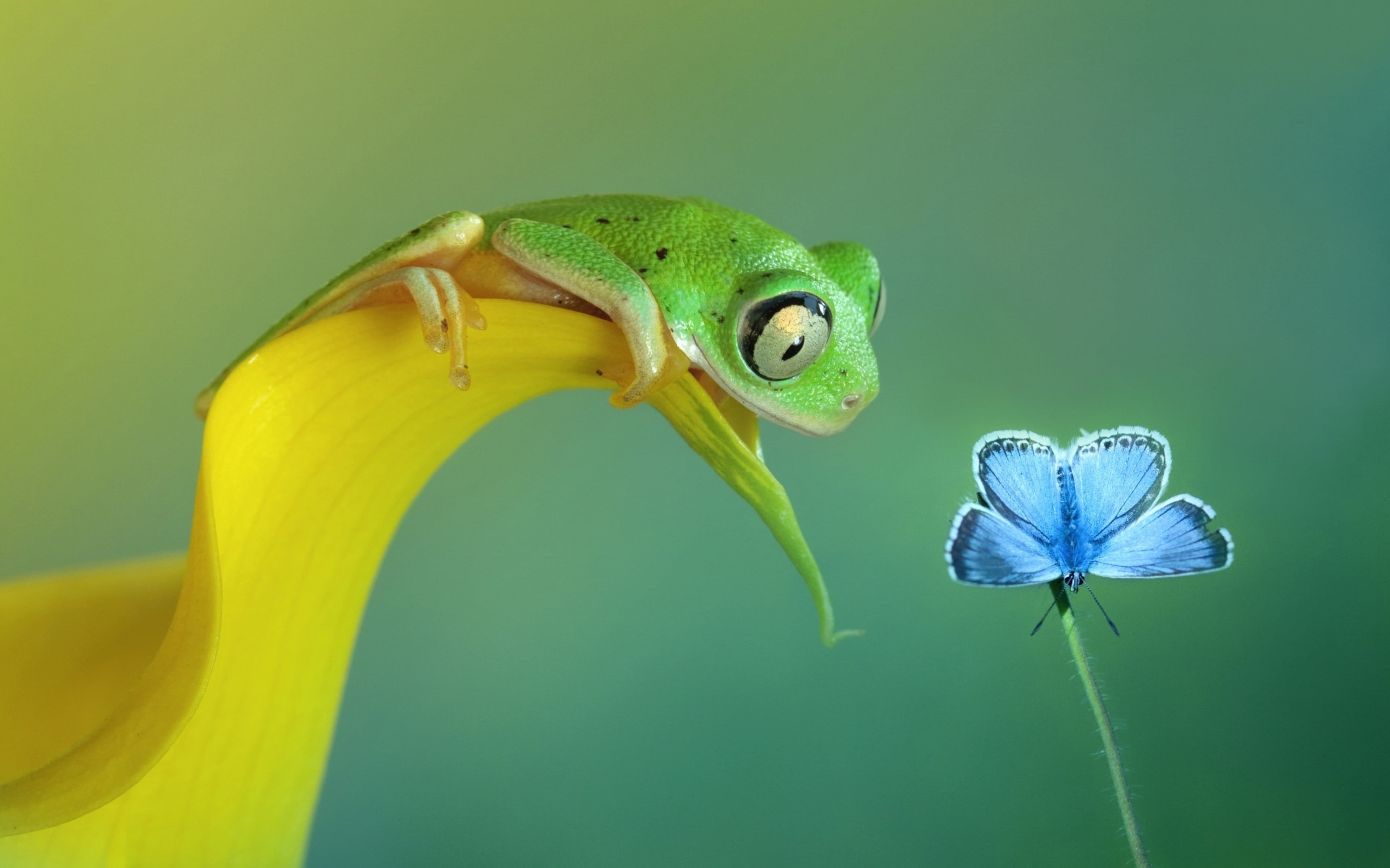 amphibian, flower head, flowering plant, green background, no people, green, one animal, petal, 4K, flower, fragility, animal head, beauty in nature, animals in the wild, HD Wallpaper