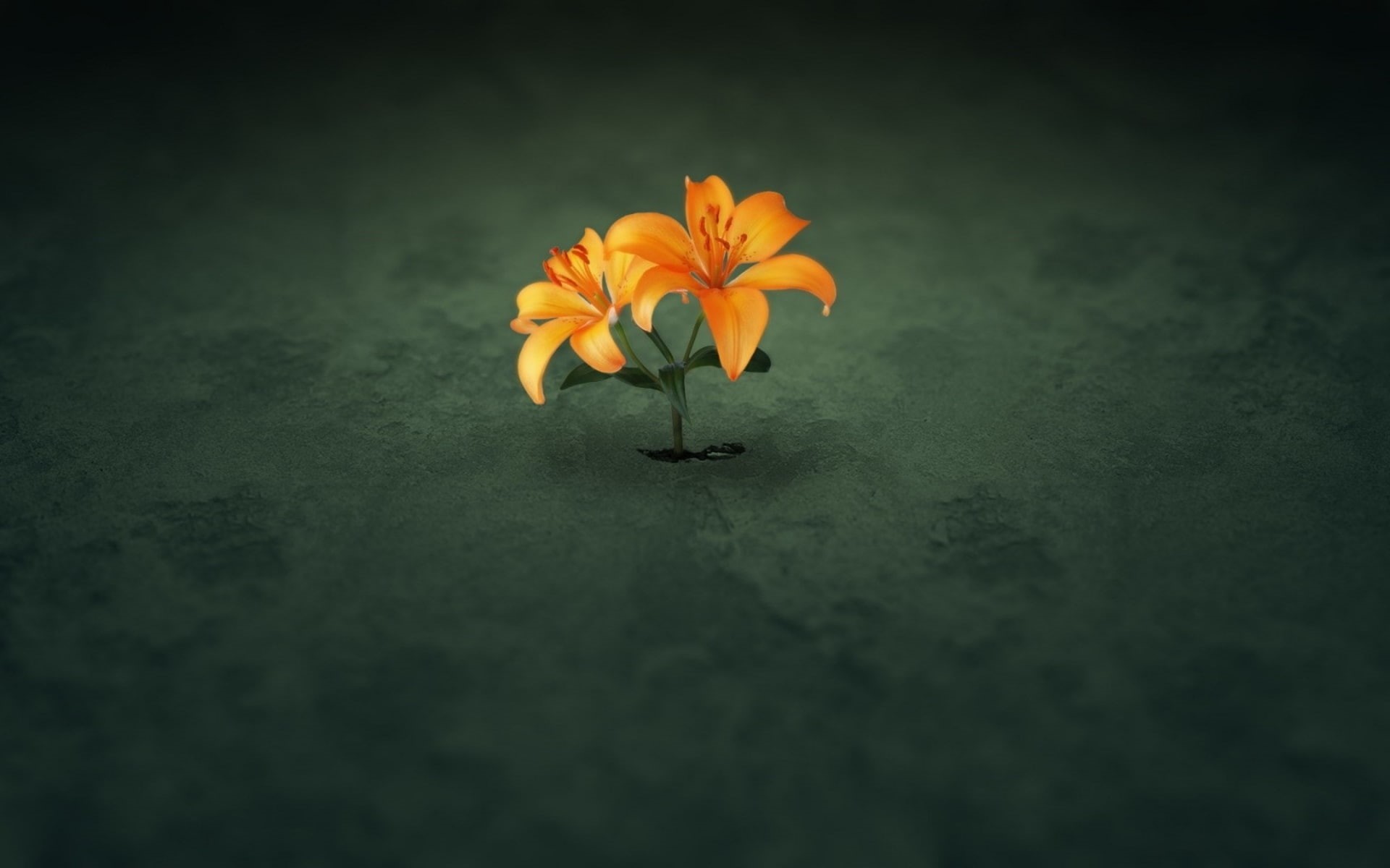 vulnerability, outdoors, orange, day, fragility, flower head, pollen, flower, flowers, orange color, no people, petal, inflorescence, plant, close-up, minimalism, HD Wallpaper