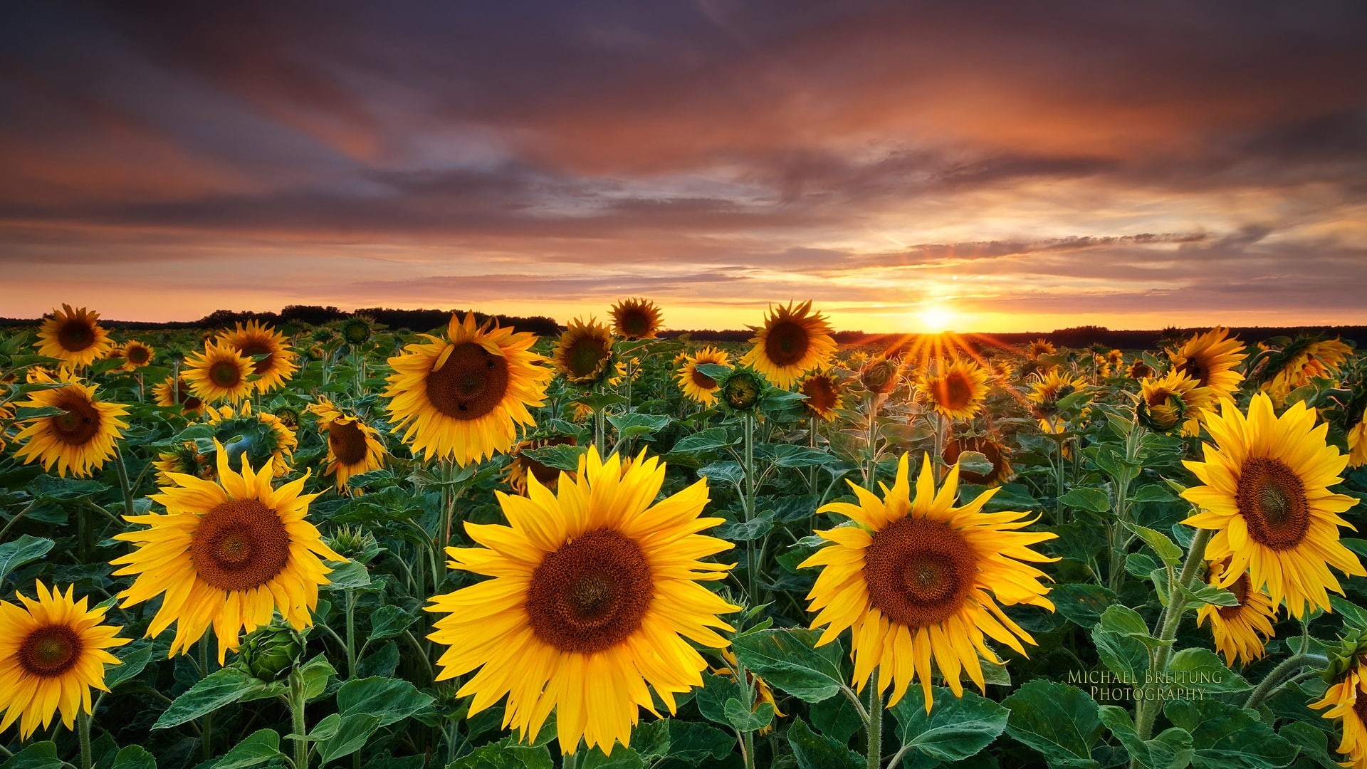 1080P, flower, nature, plant, sunflower, HD Wallpaper