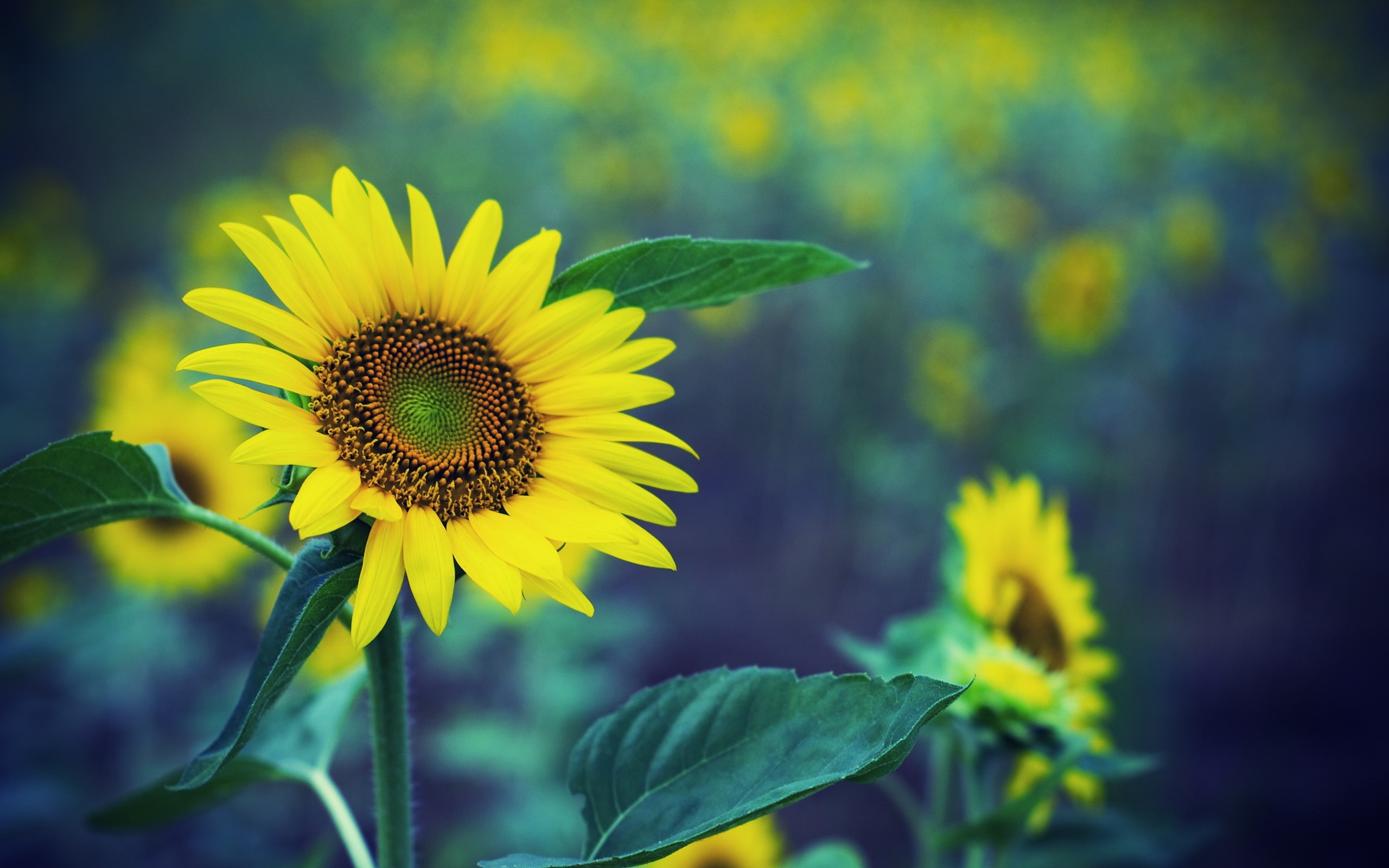Green, Sunflower, Fuzzy, Flowers, Background, Yellow, Spring, 2K, HD Wallpaper