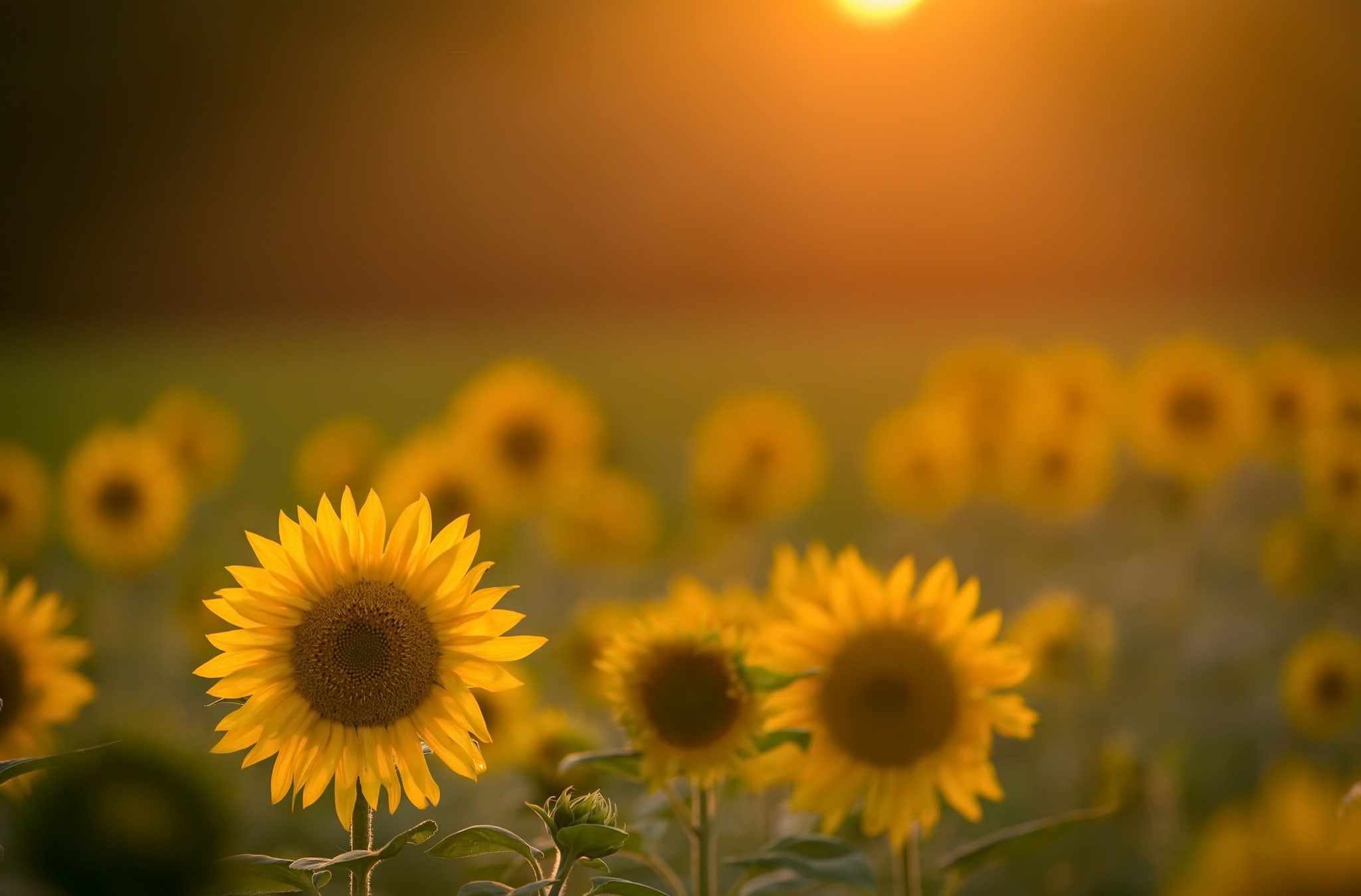 focus on foreground, 1080P, nature, flower head, petal, sunflower, close-up, land, vulnerability, flowering plant, field, yellow, fragility, springtime, HD Wallpaper