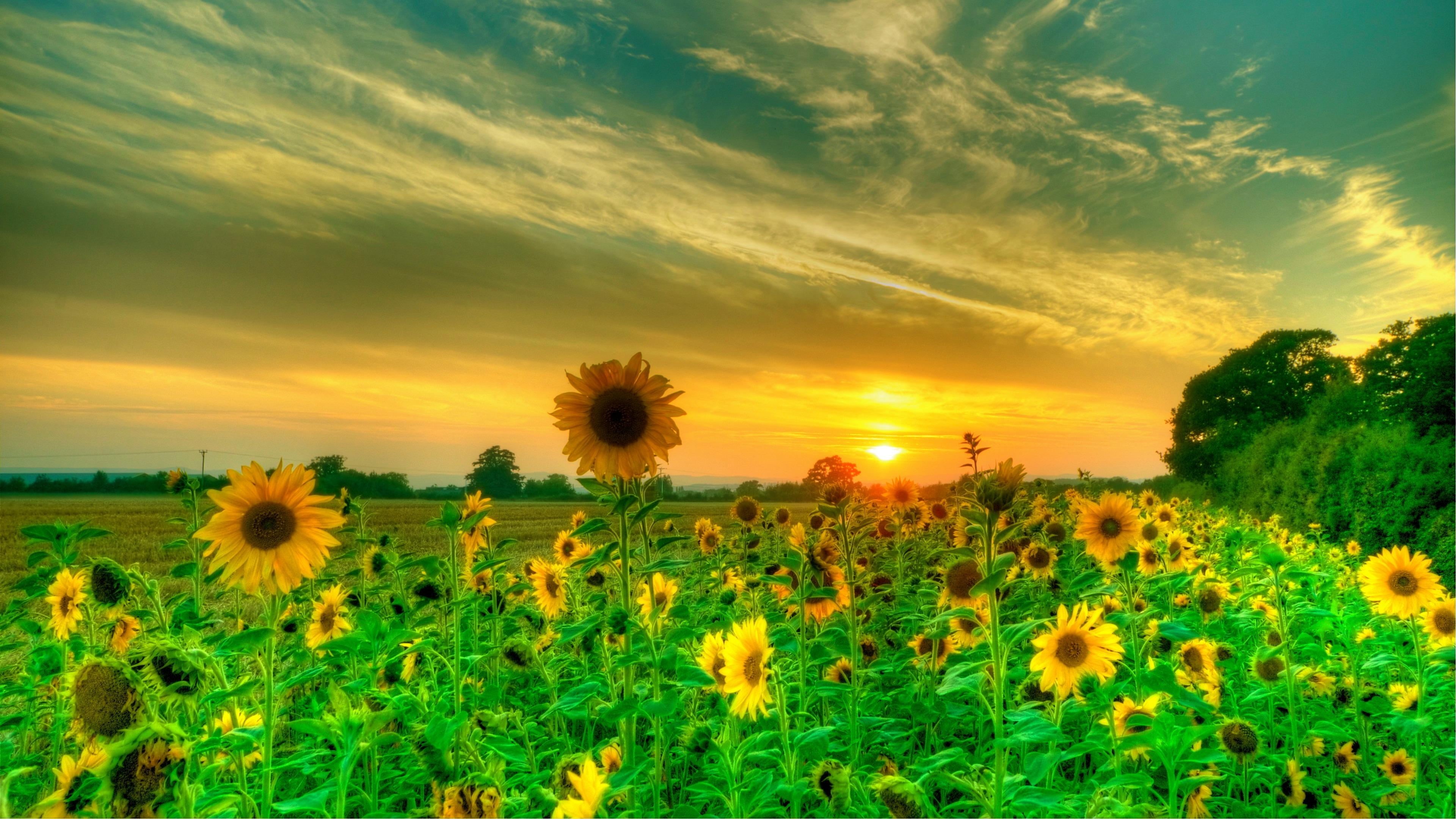 flowering plant, field, outdoors, plant, cloud - sky, land, growth, 4K, nature, sunflower field, sky, tranquility, flower head, freshness, morning, landscape, HD Wallpaper