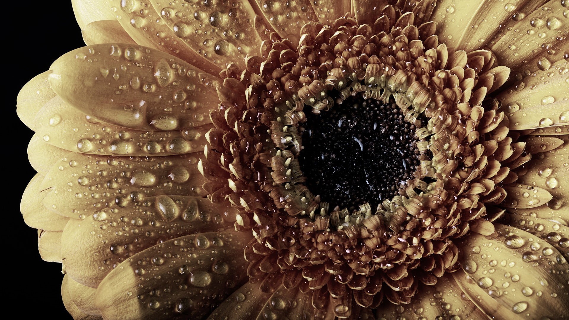 petaled, sunflowers, black background, yellow, petal, photography, animal, abstract, inflorescence, water drops, pattern, close-up, decoration, botany, HD Wallpaper