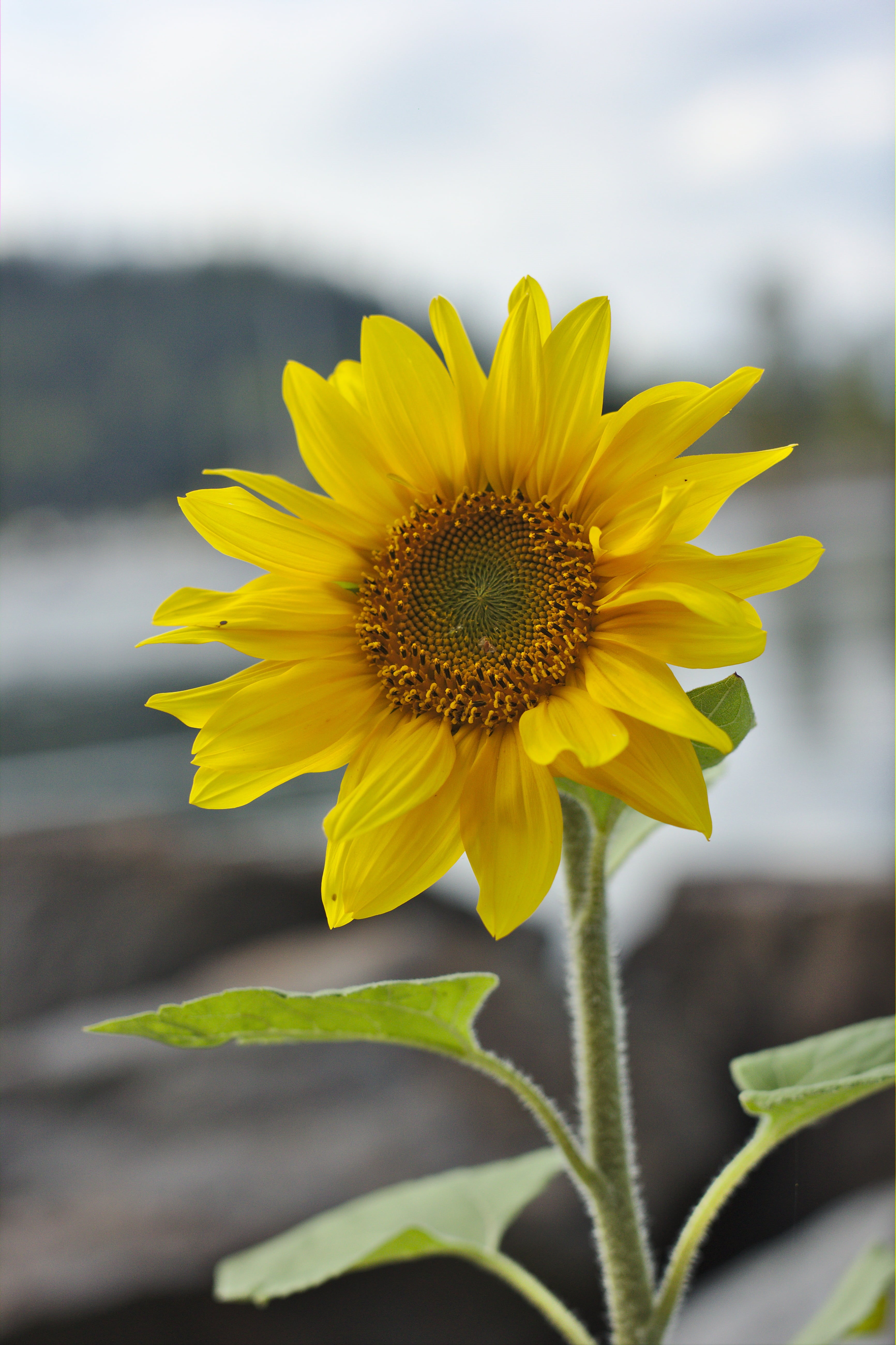 outdoors, 5K, Dual, sunflower, agriculture, plant, yellow, flower, ISO, close-up, botany, seed, water, rural Scene, summer, autumn, field, growth, nature, Phone HD Wallpaper