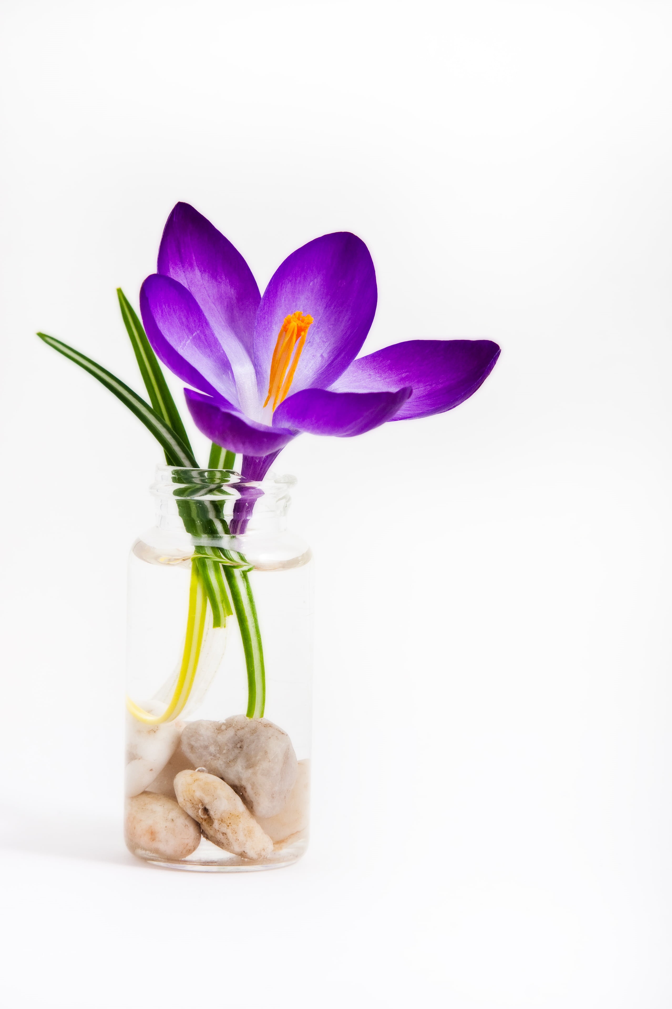 vase, purple, crocus, plant, bloom, Spring Crocus, springtime, water  plant, light, tent, nature, petals, flower, petaled, pollen, IMG, 2K, Phone HD Wallpaper