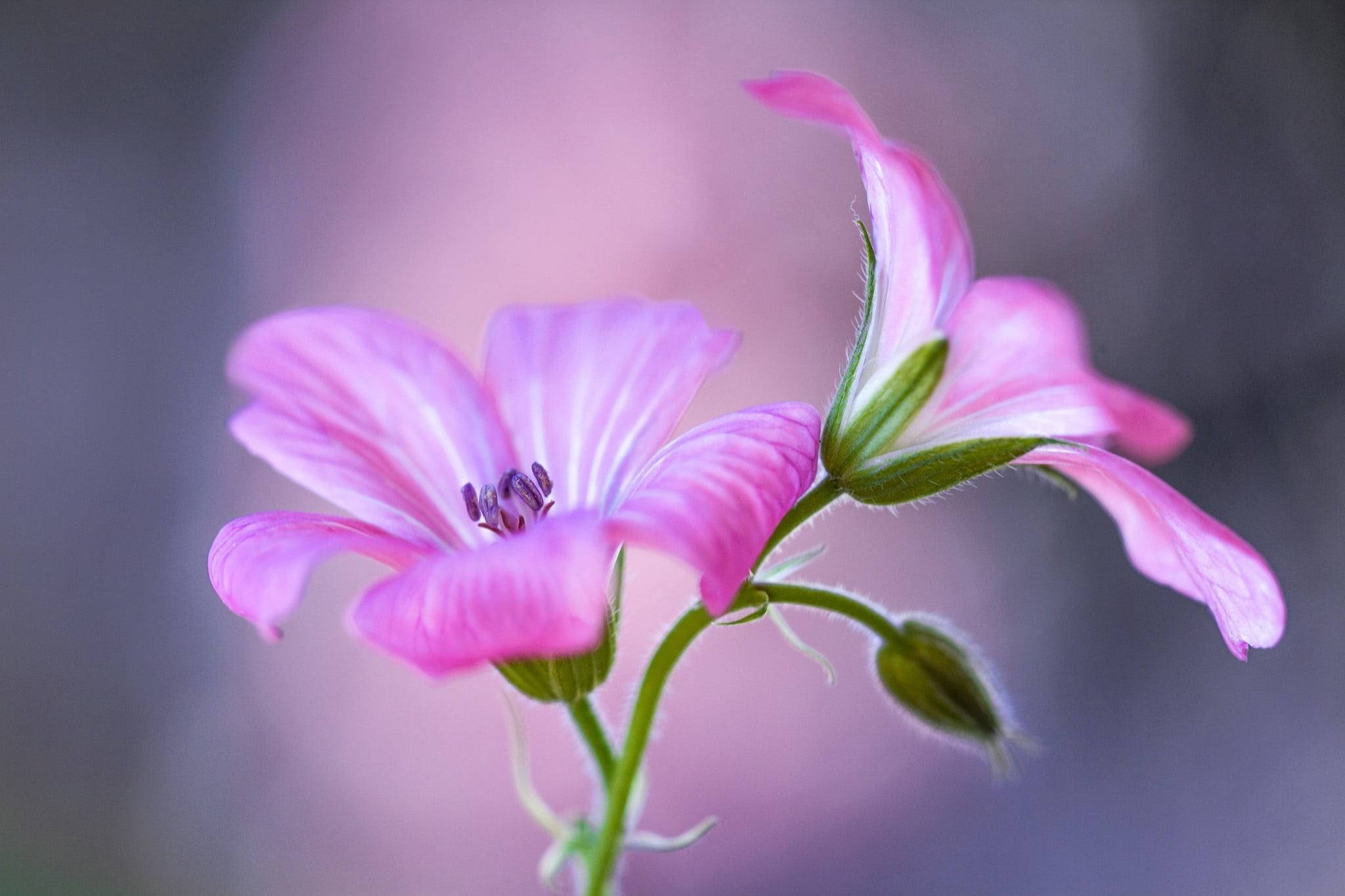 plant, outdoors, pink color, macro, petal, pink, focus on foreground, freshness, beauty in nature, growth, two, shot, inflorescence, pollen, flower, nature, HD Wallpaper