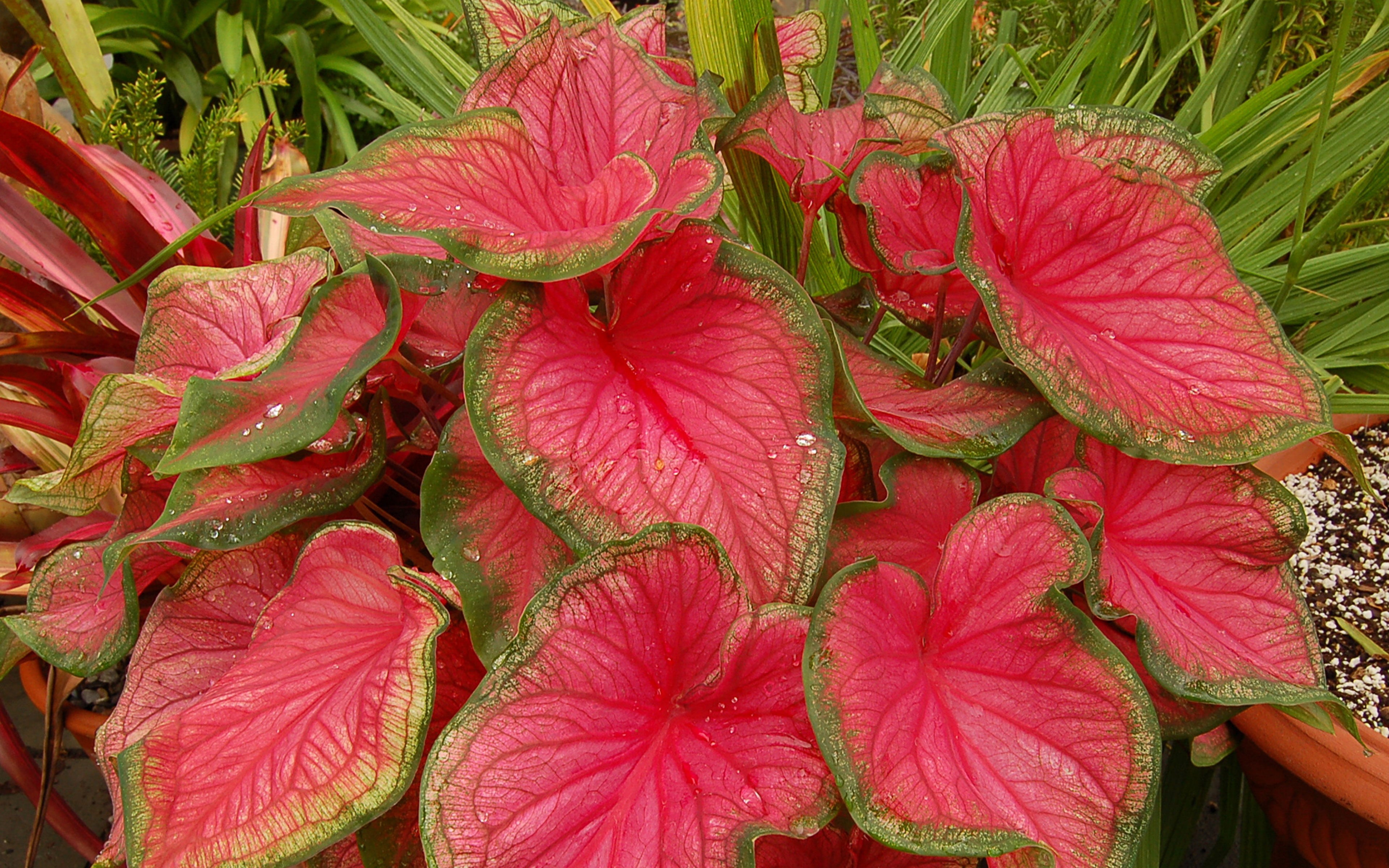 plant, pink, freshness, no people, leaves, red, flower head, nature, mobile, tagged, growth, day, ruffles, inflorescence, vulnerability, border, HD Wallpaper