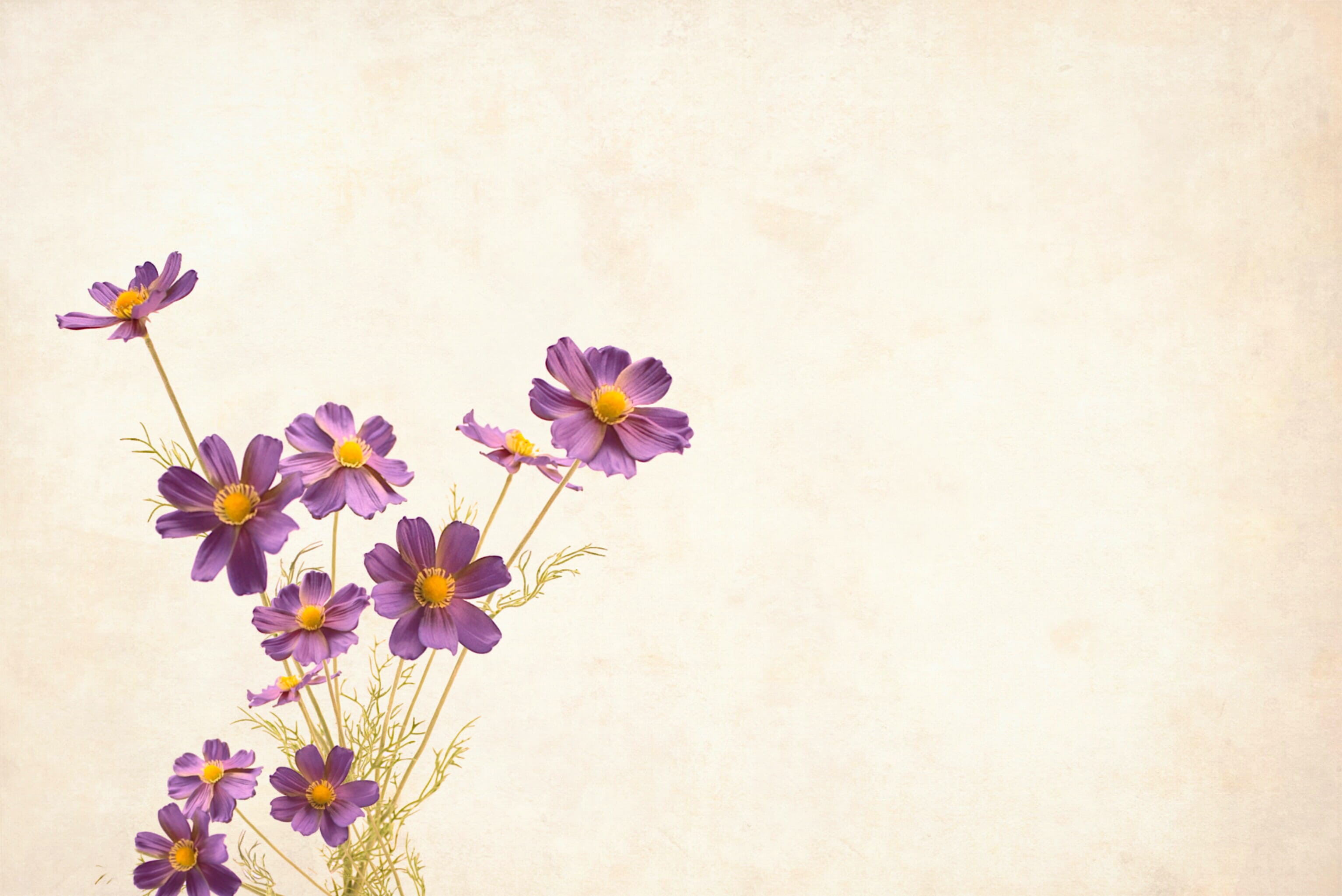 2K, retro, yellow, fashion, nature, romantic, plant stem, design, hand made, celebration, close-up, border, inflorescence, copy space, fragility, indoors, HD Wallpaper