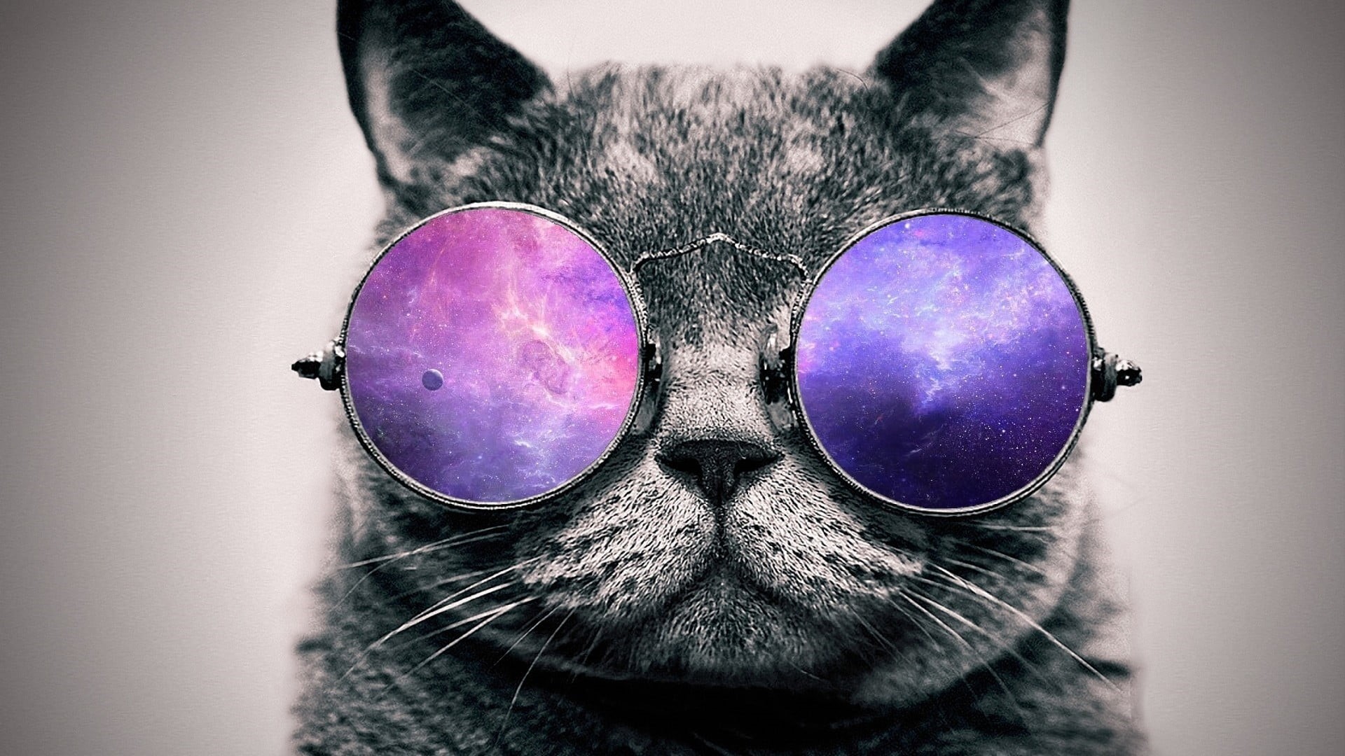 pets, animal themes, fashion, small, domestic, glasses, lens, purple, indoors, animal head, domestic animals, sunglasses, wearing, animal eye, close-up, HD Wallpaper