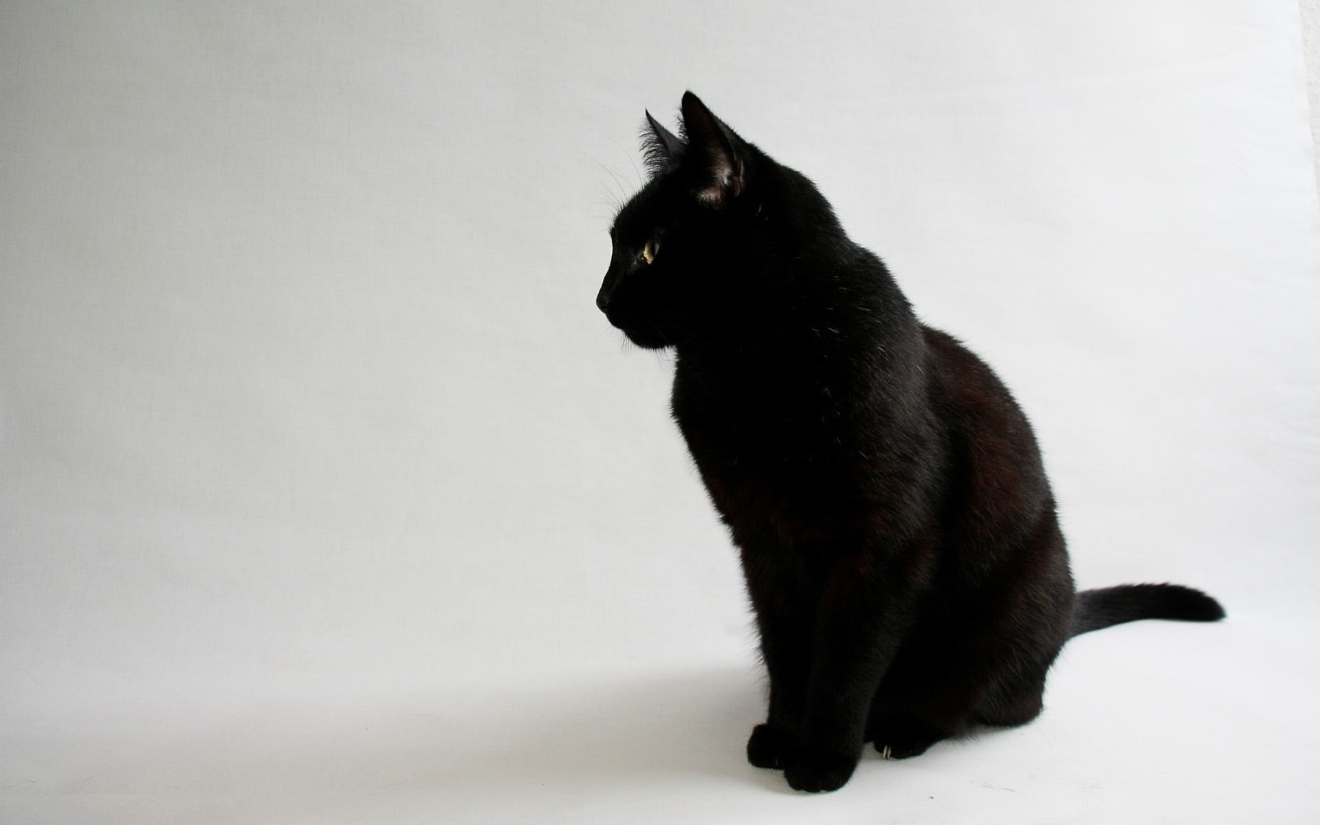 studio shot, domestic cat, sitting, animal themes, animal, no people, 1080P, one animal, white background, black, side view, copy space, animals, whisker, HD Wallpaper