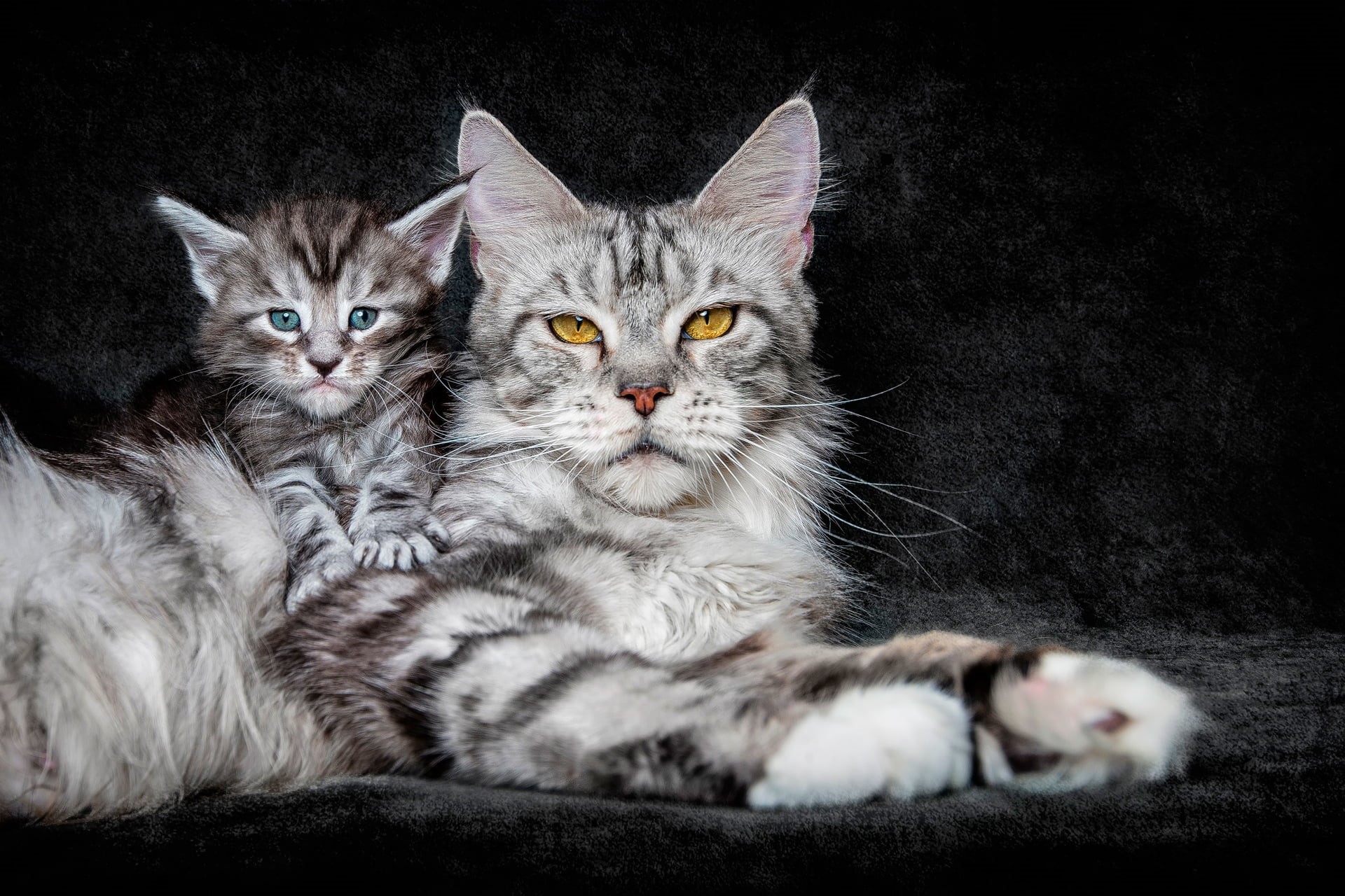 background, two animals, no people, animal family, indoors, animal, 1080P, domestic animals, looking at camera, kitty, feline, black background, vertebrate, HD Wallpaper
