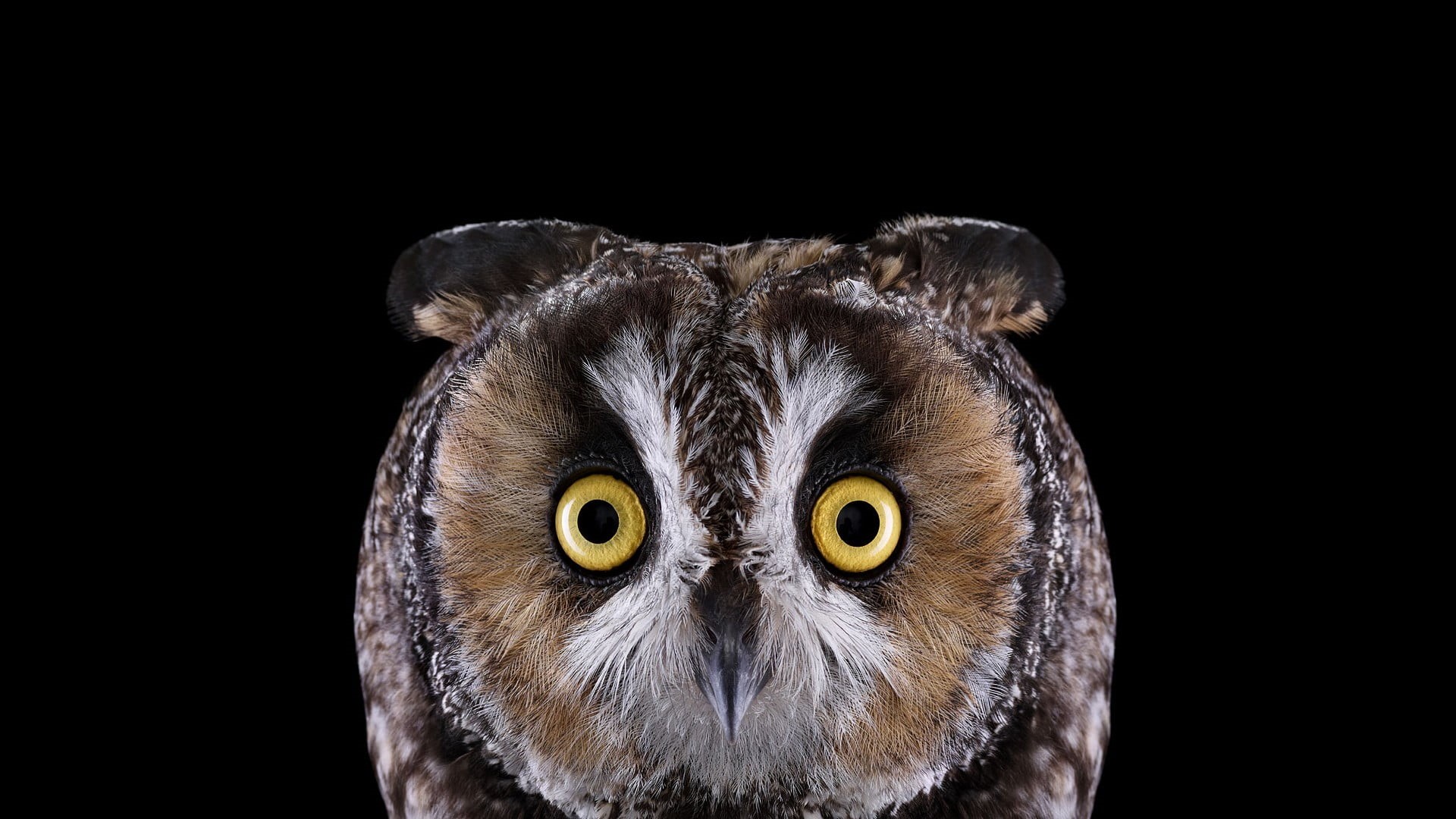 vertebrate, black background, animal head, bird, photography, eye, studio shot, iris - eye, birds, animal, 1080P, animal themes, looking at camera, face, HD Wallpaper