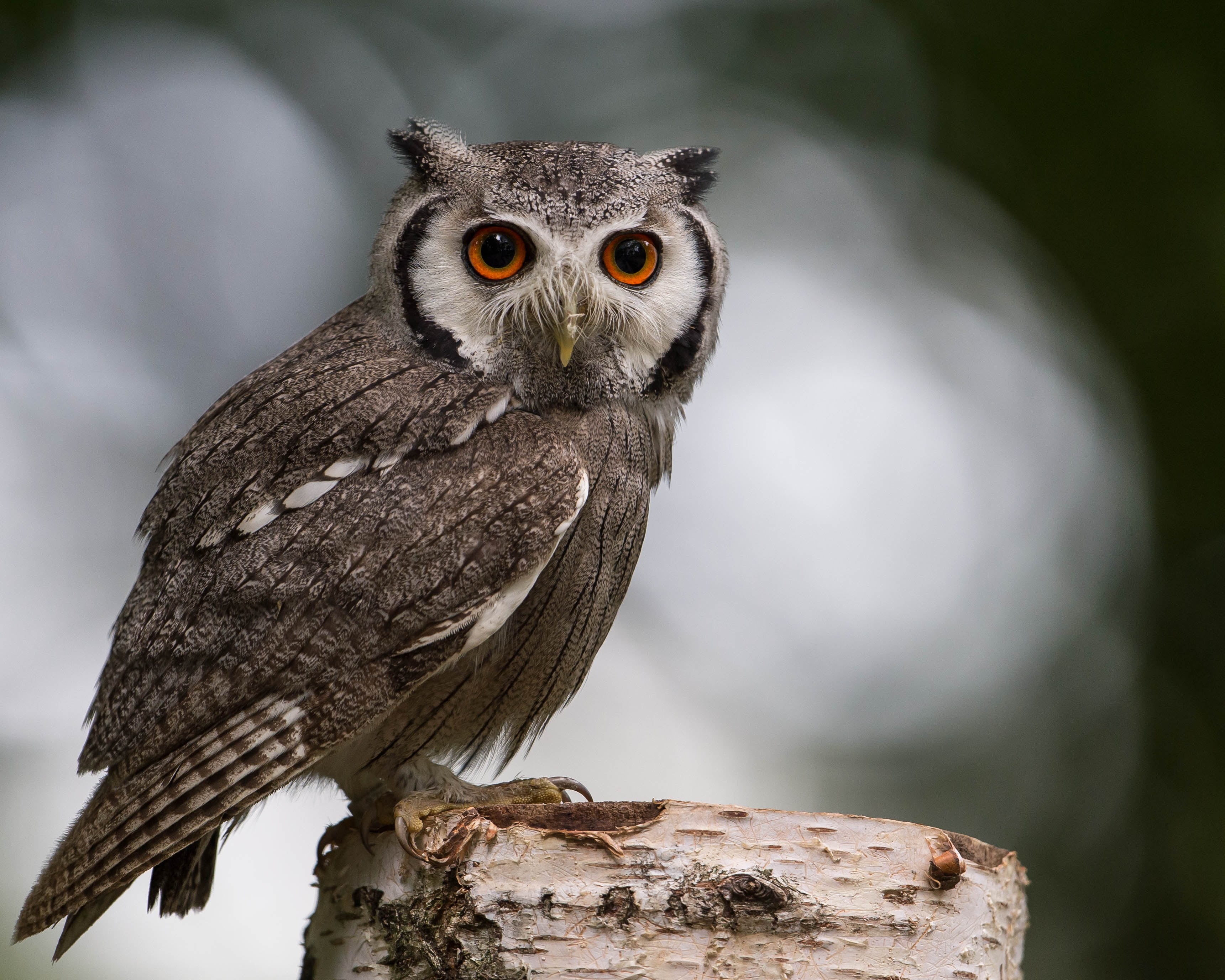 beak, bird, perched, wildlife, focus, tree, selective, photography, nature, 2K, animal, owl, HD Wallpaper