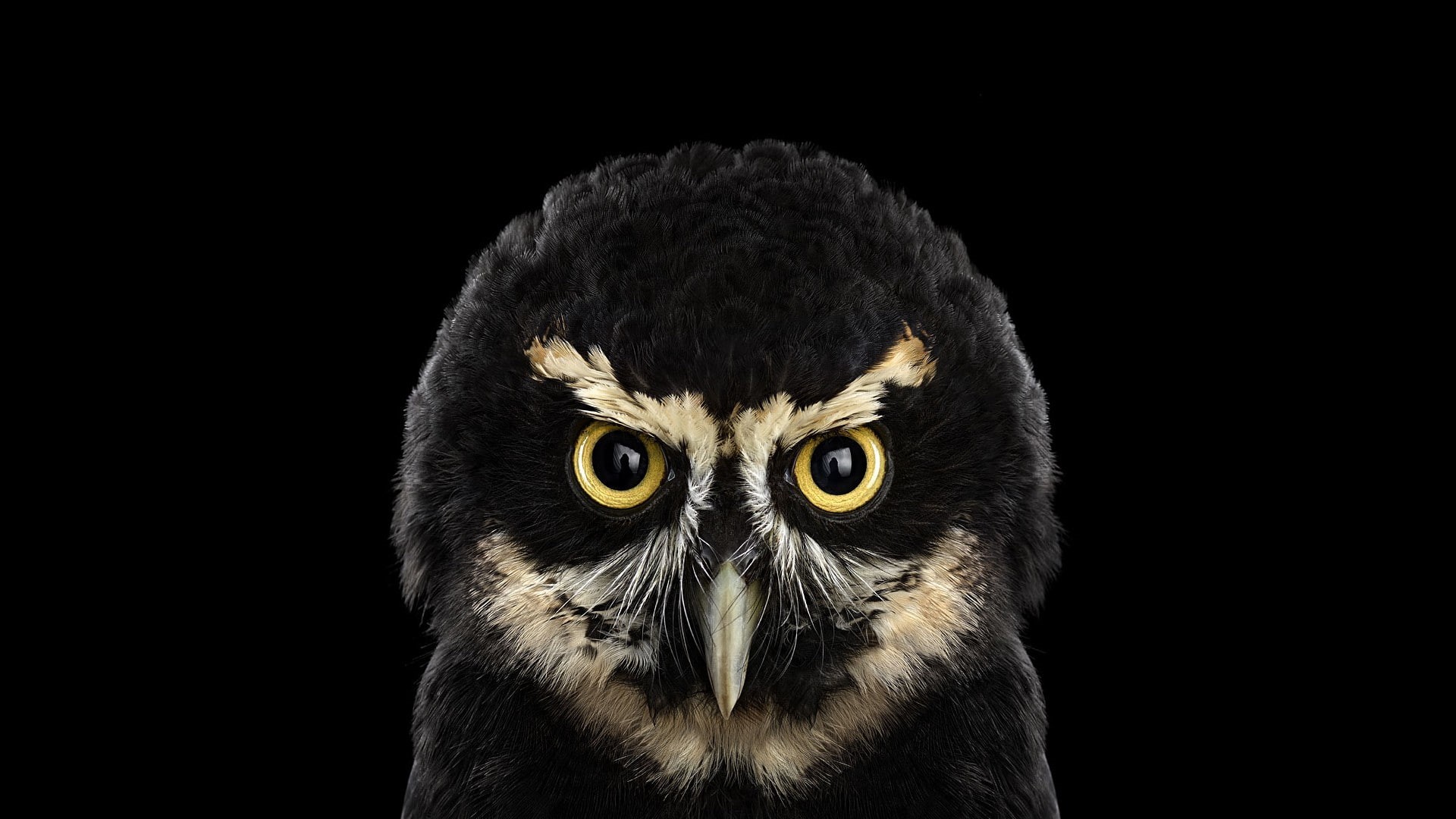 owl, aggression, photography, simple background, vertebrate, animal, bird of prey, animal body part, no people, one animal, animal head, indoors, portrait, HD Wallpaper