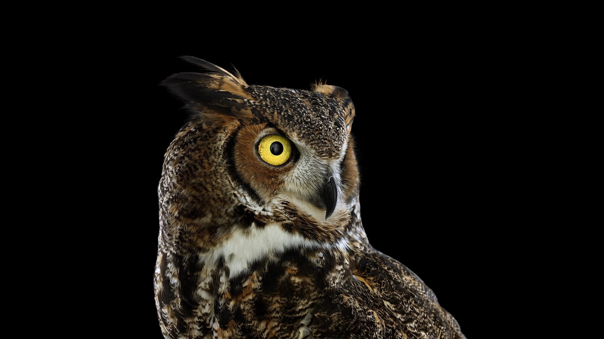 indoors, one animal, birds, falcon - bird, animals in the wild, photography, beak, portrait, black background, bird of prey, animal body part, no people, HD Wallpaper