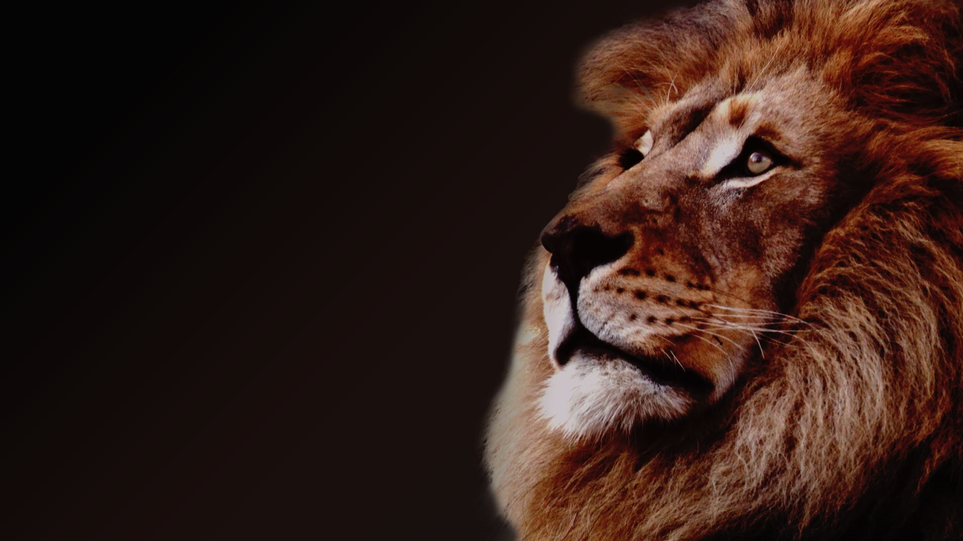 1080P, close-up, pets, animal themes, animals, feline, whisker, lion, profile view, big cats, animal, black background, looking, indoors, animal wildlife, HD Wallpaper