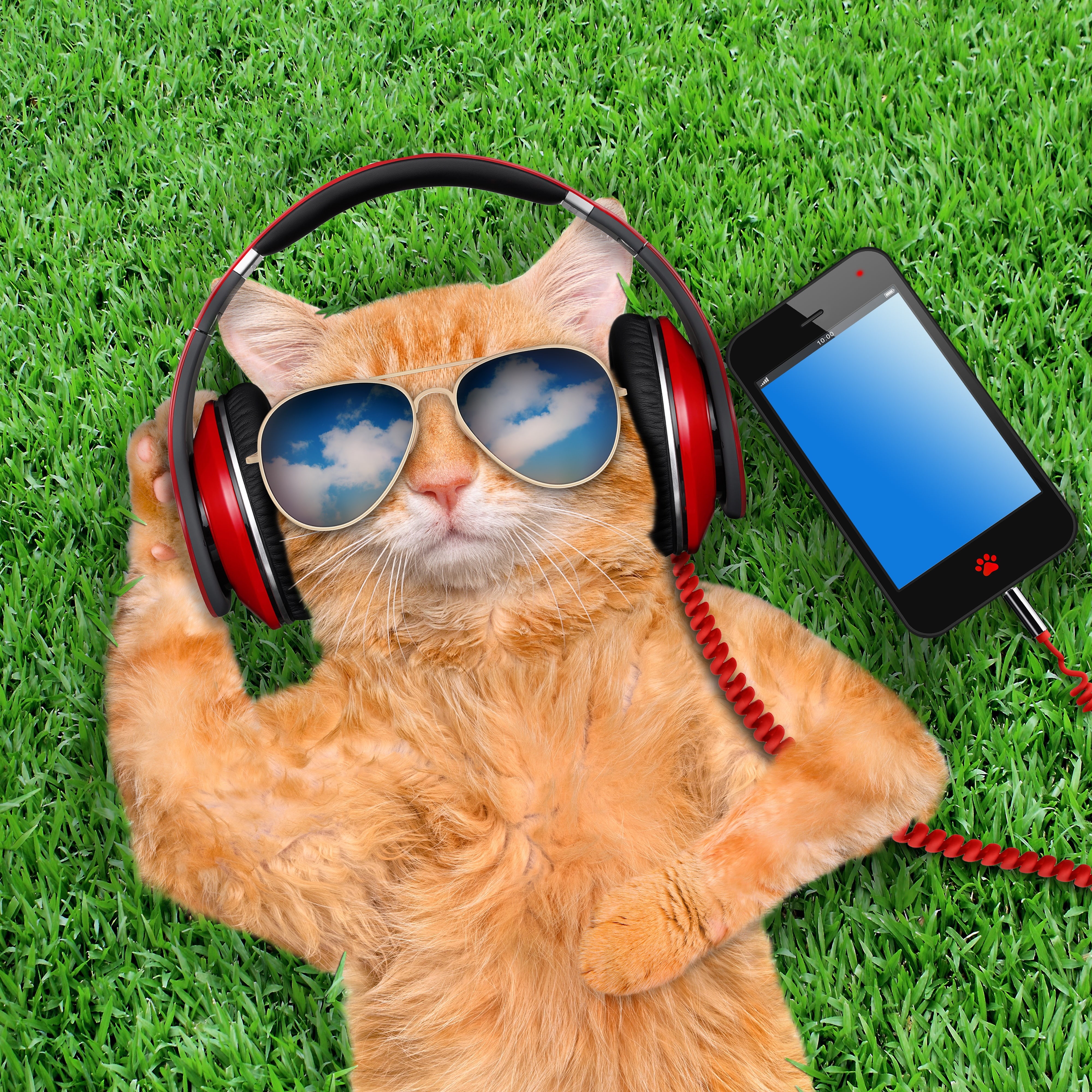 field, relaxation, listening, animal themes, nature, summer, red, communication, outdoors, internet, telephone, sunglasses, corded, land, personal accessory, Phone HD Wallpaper
