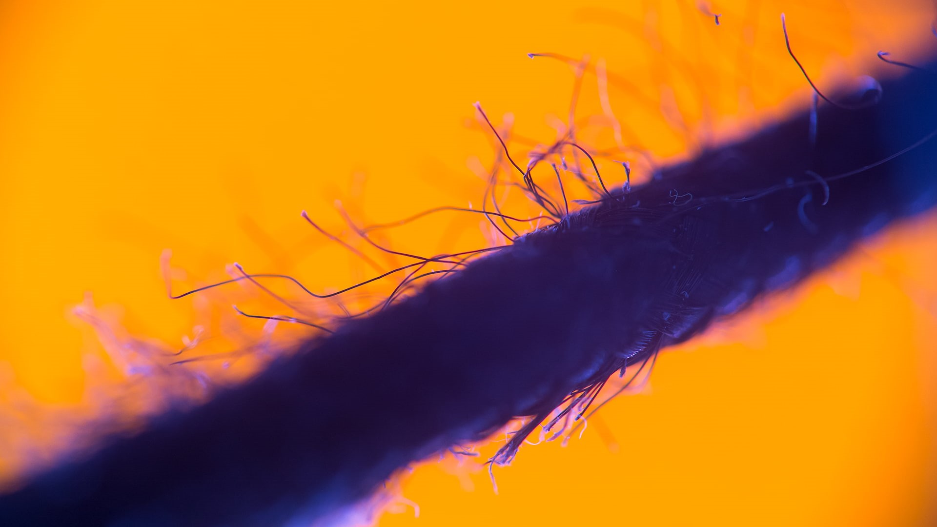1080P, microscopic, cords, HD Wallpaper