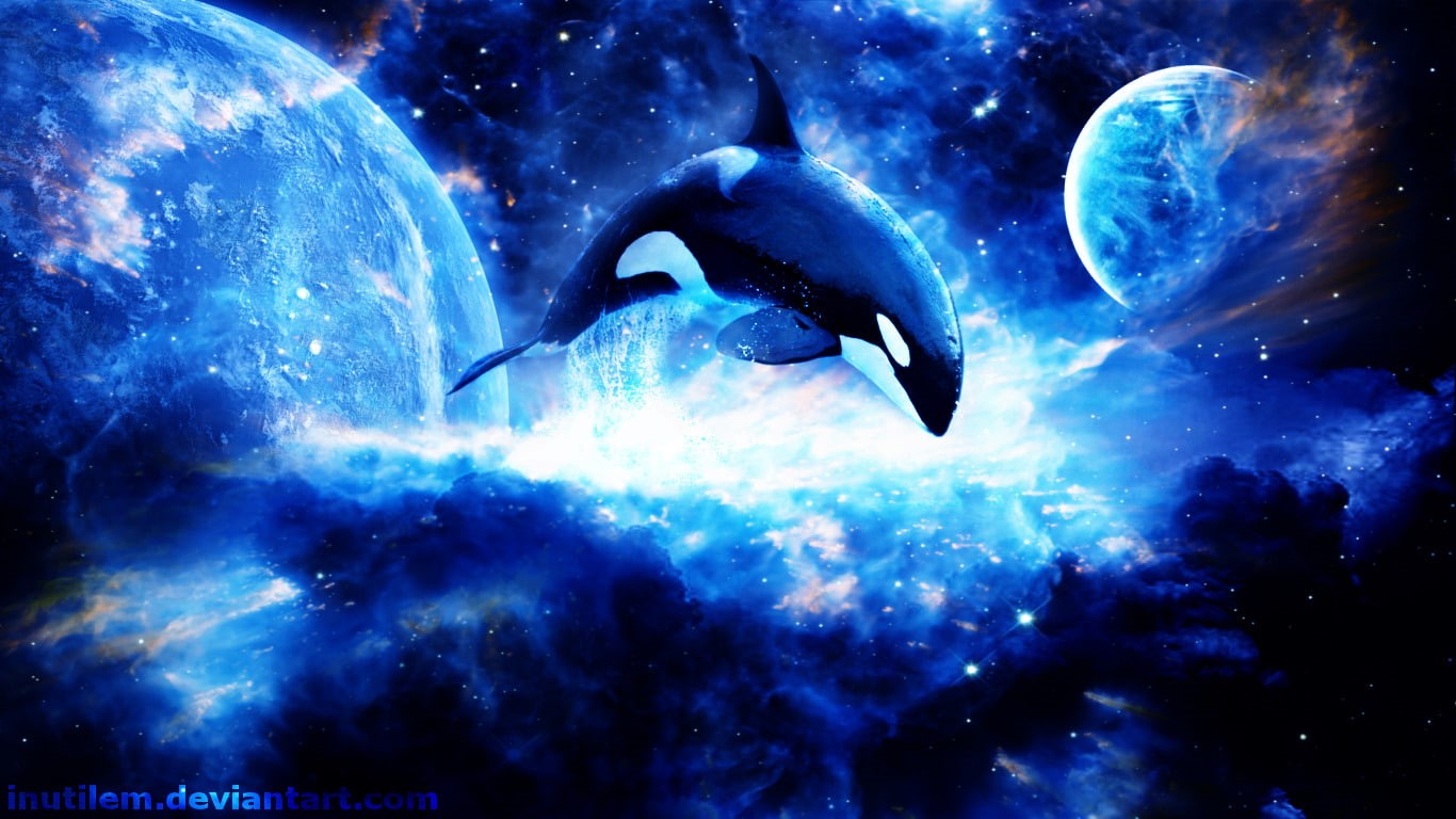 animals in the wild, Killer Whale, 720P, animal wildlife, no people, Orca, nature, water, sea life, swimming, beauty in nature, underwater, blue, outdoors, HD Wallpaper
