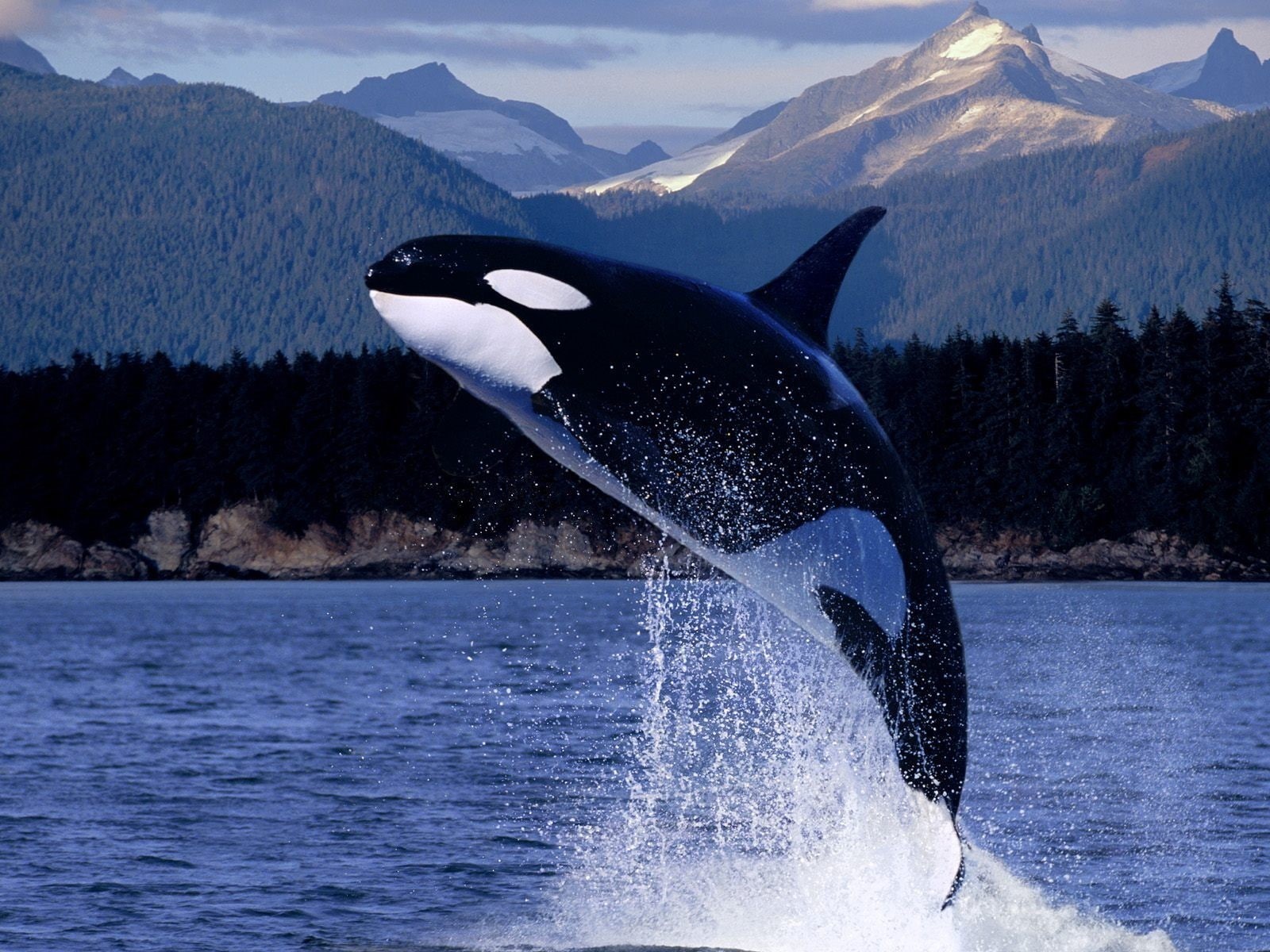 orca, 720P, whale, animals, HD Wallpaper