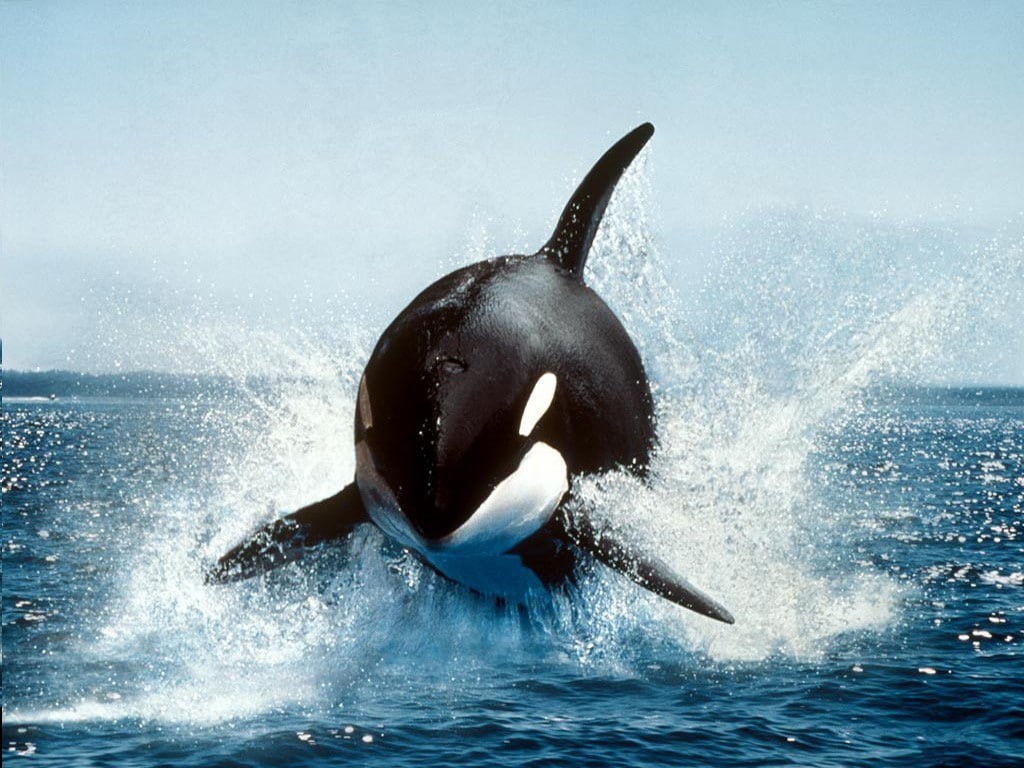 animals in the wild, sport, outdoors, no people, animal wildlife, 480P, whale, sea life, day, animals, water, splashing, orca, waterfront, mammal, aquatic mammal, HD Wallpaper