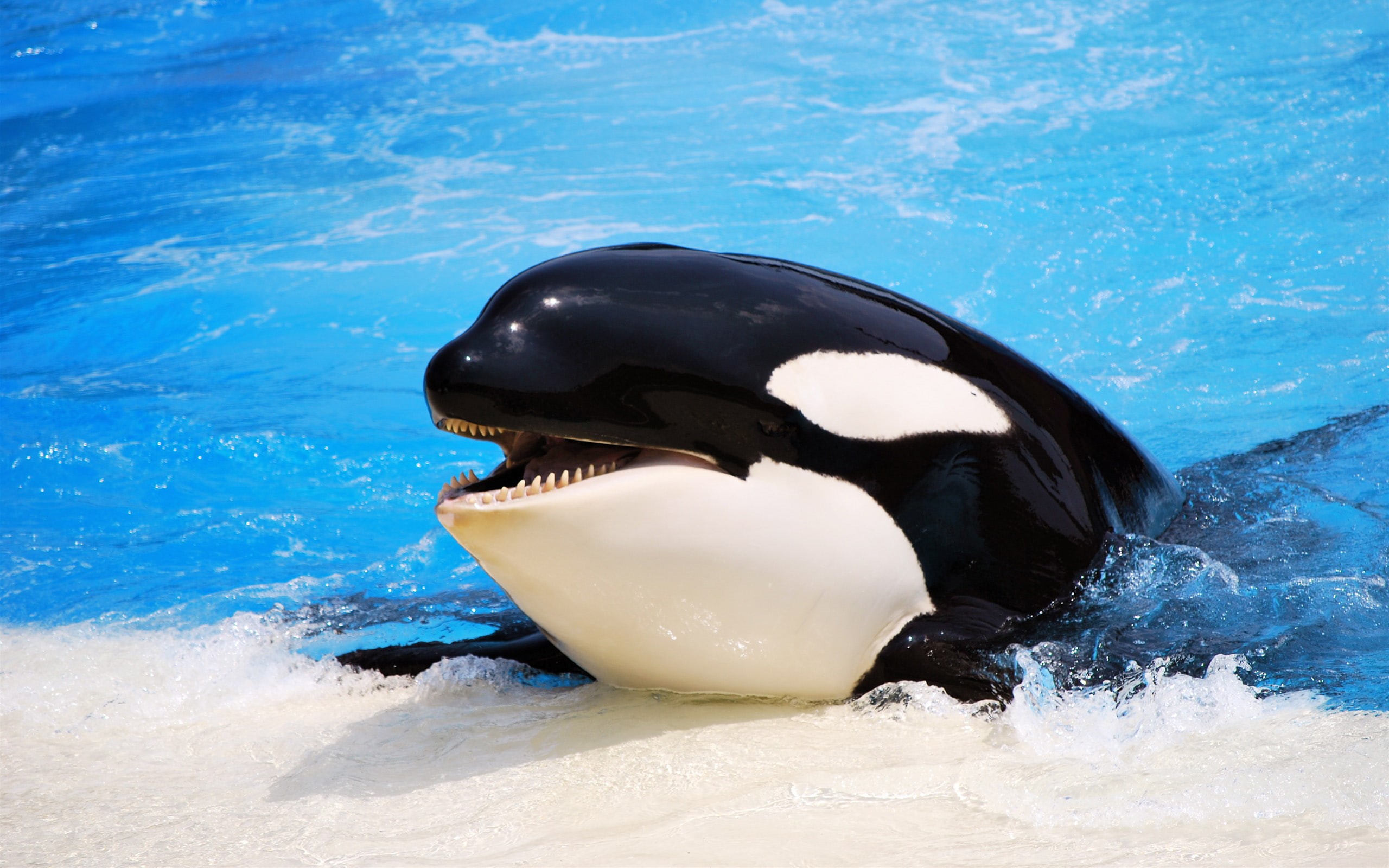 whale, orcas, water, ocean, 2K, killer Whales, HD Wallpaper