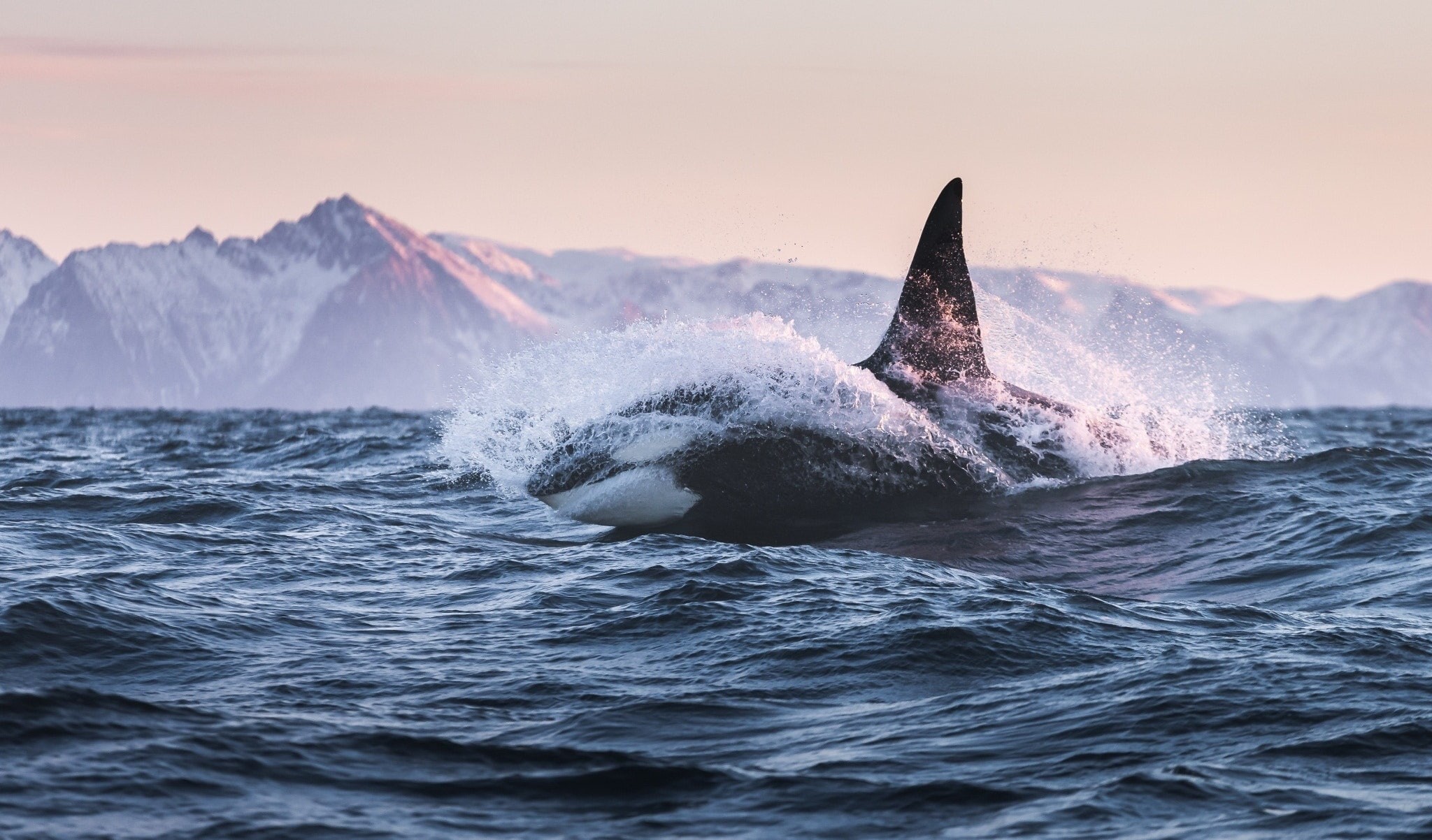 orca, kit, the whale killer, 1080P, HD Wallpaper